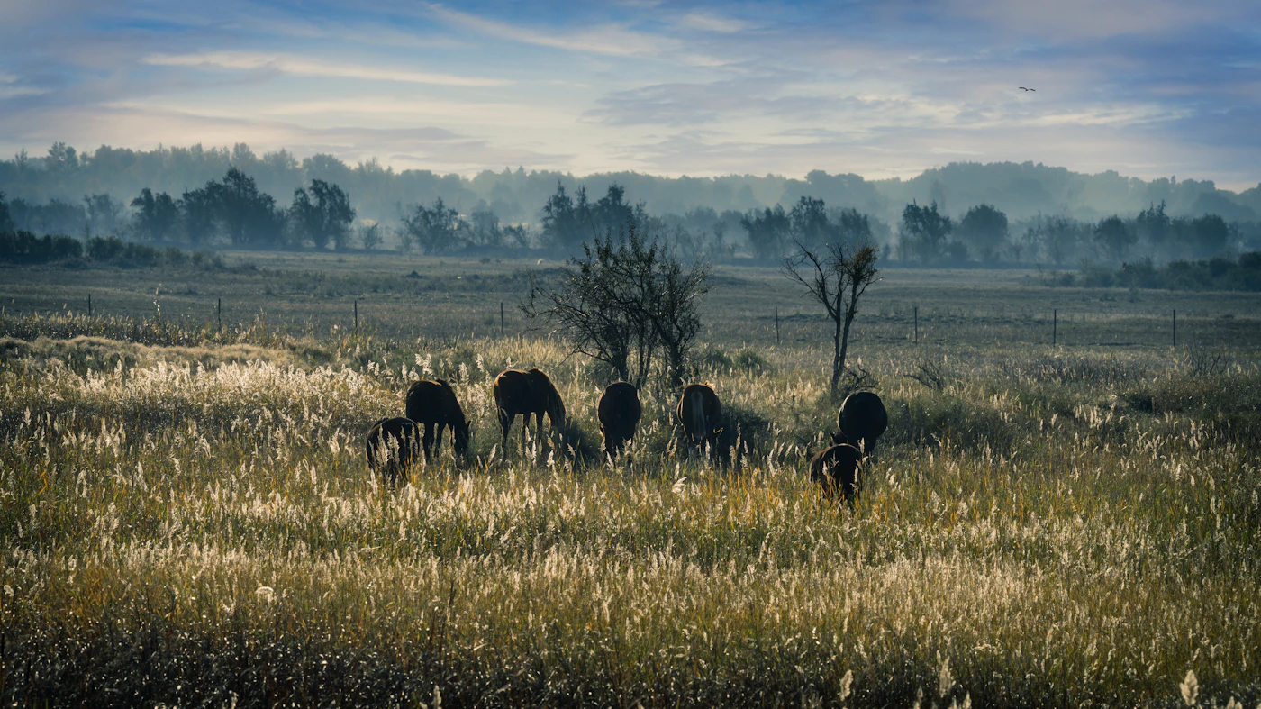Horses grazing in a misty field at sunrise
