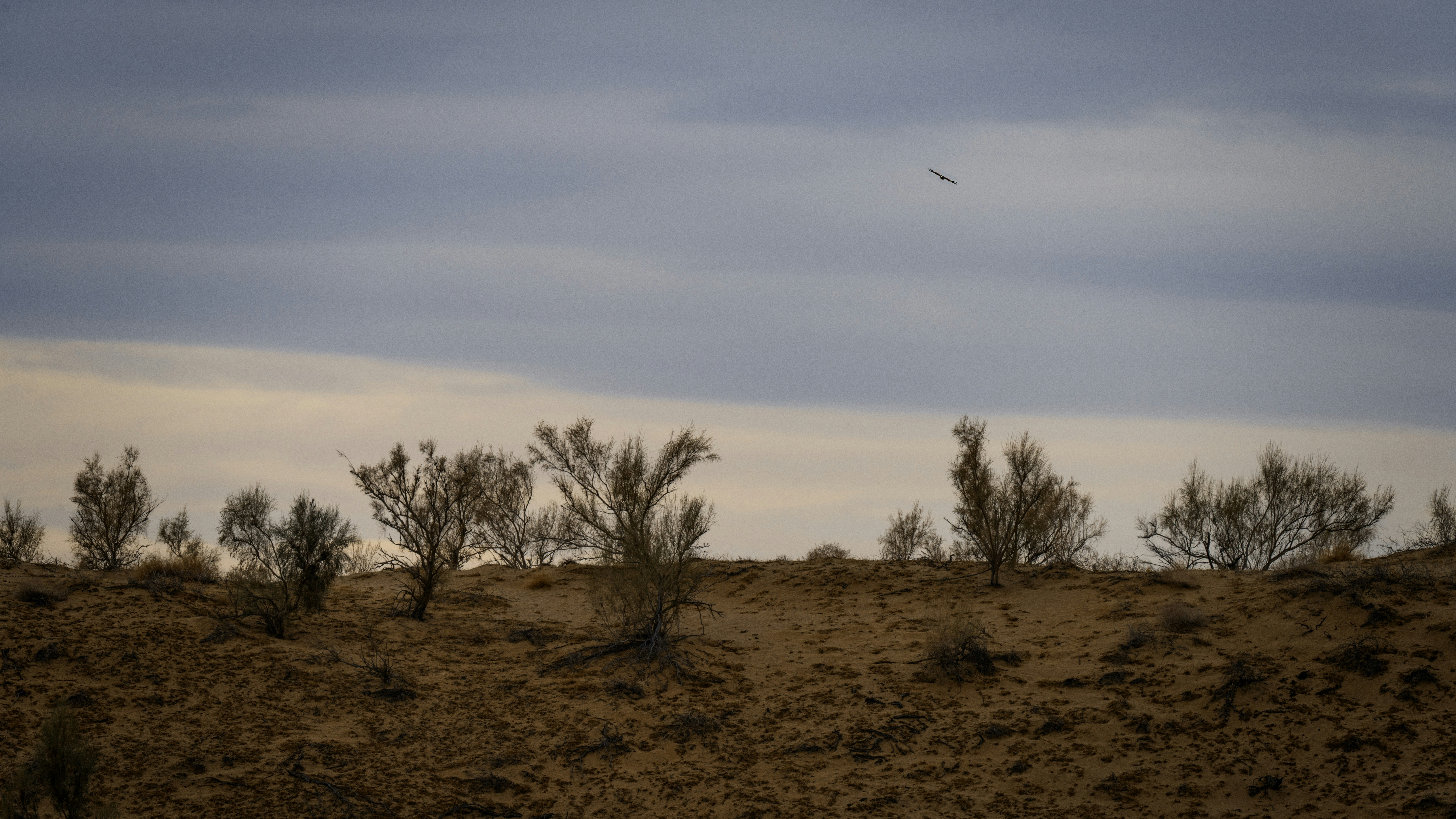 Sparse desert shrubs under a cloudy sky
