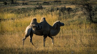 A camel walks through a dry grassy field.