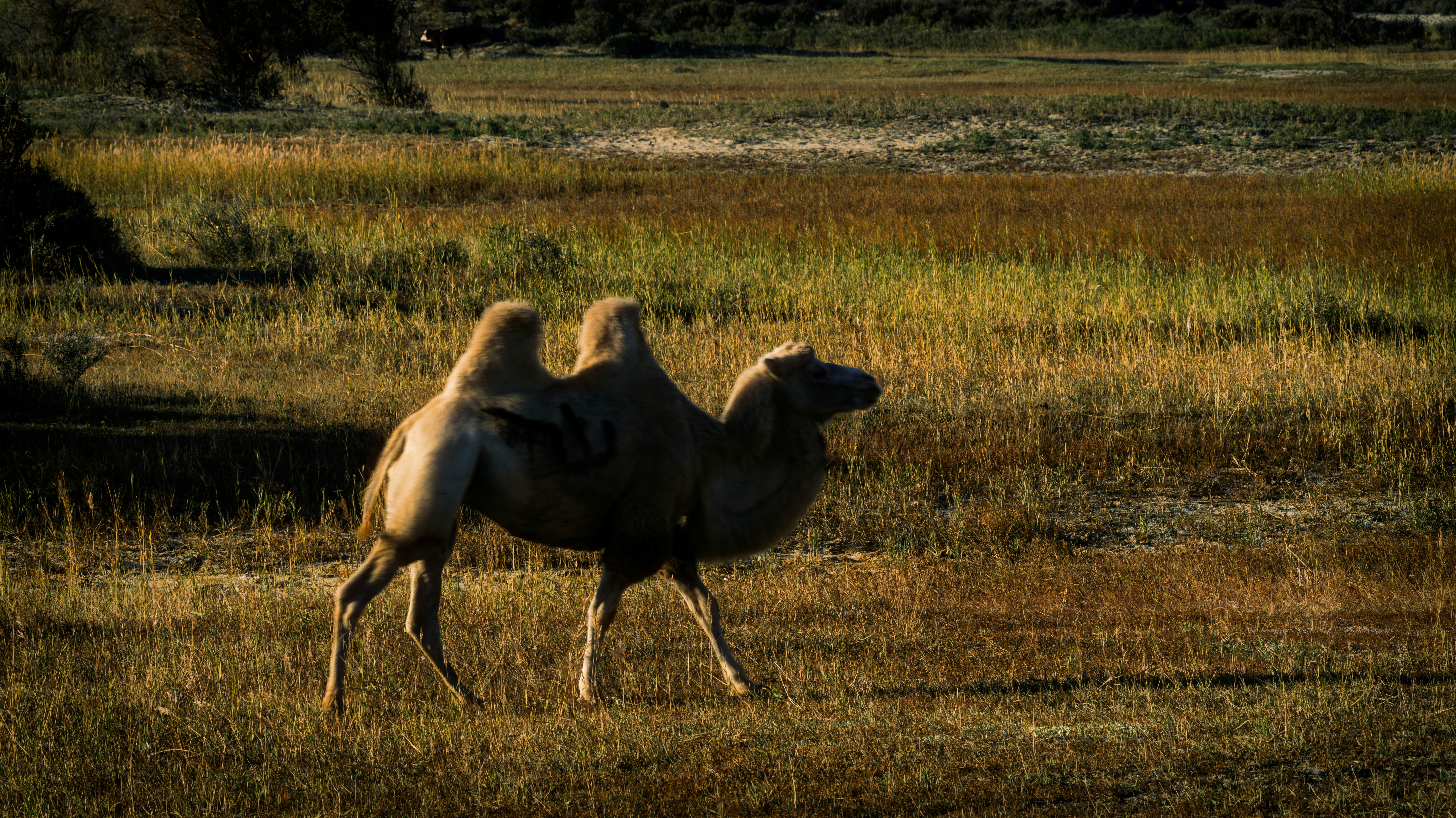 A camel walks across a grassy field at sunset.