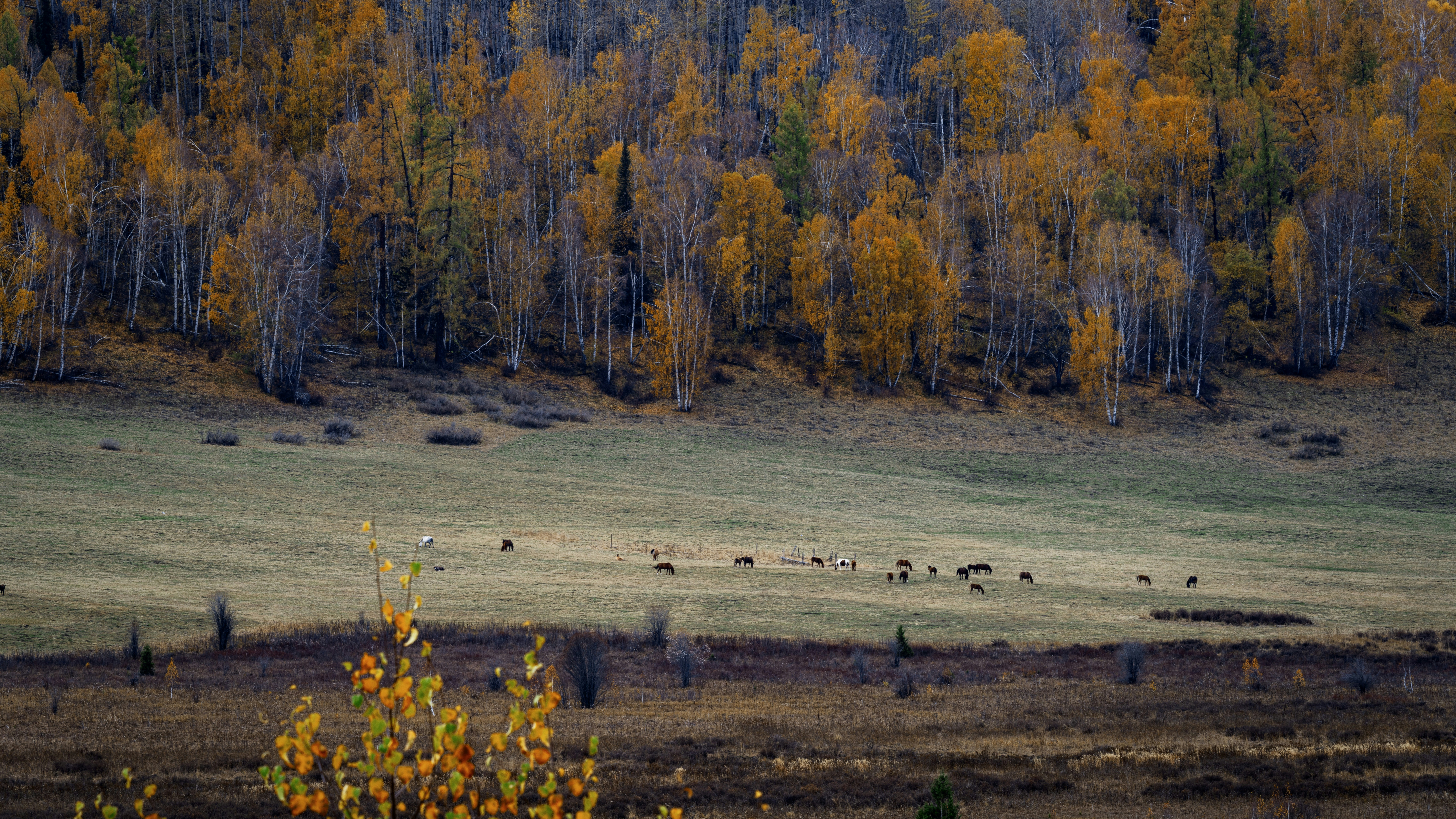 Herd of deer grazing in a meadow with autumn trees.