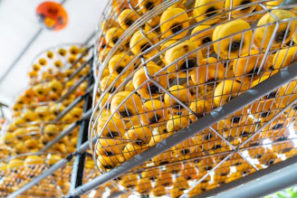 Rows of dried persimmons hanging on racks