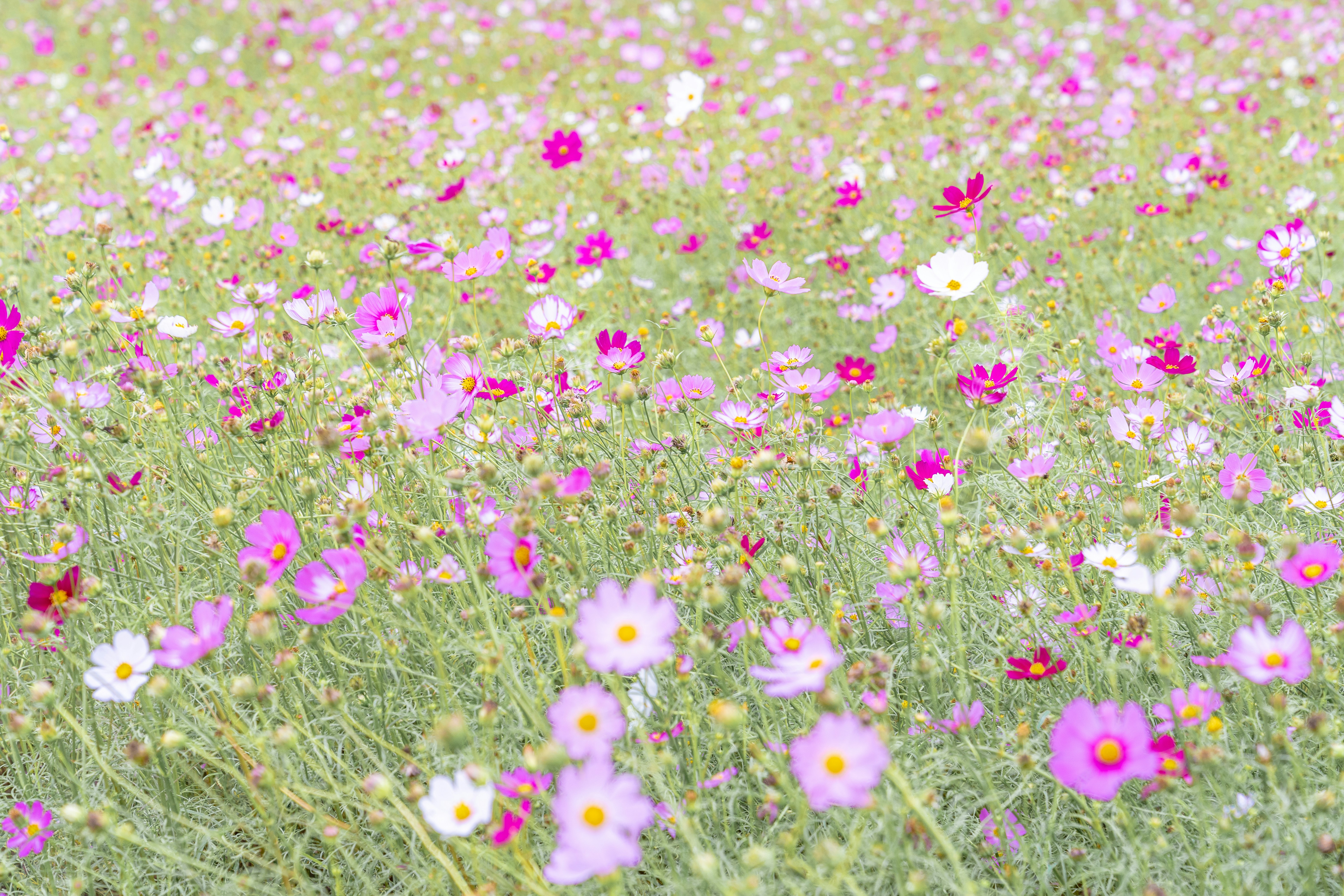 Photo by winstonchen