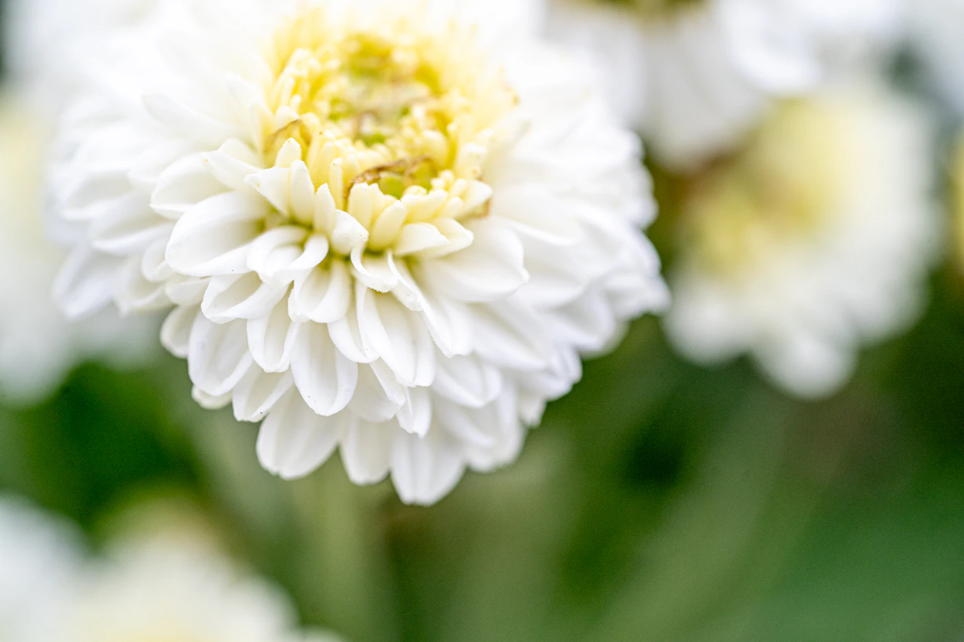 White Chamanthi