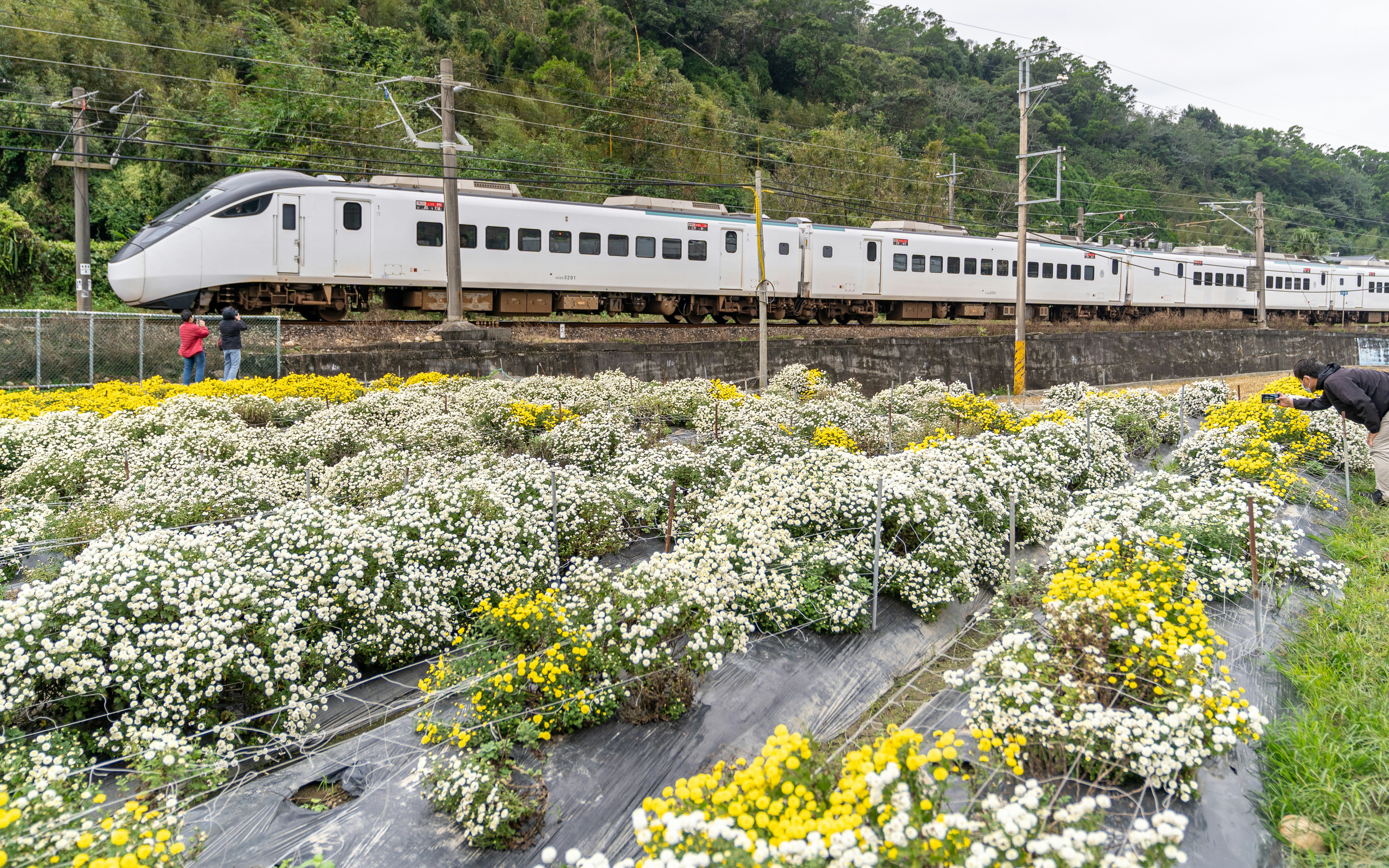 A white train passes by a field of blooming flowers.