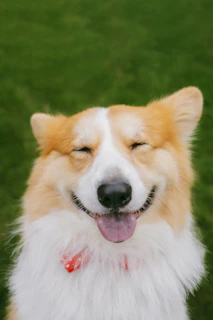 pet boarding in Noida, dog boarding Noida, cat boarding Noida, best pet boarding Noida, Shom Pet Car