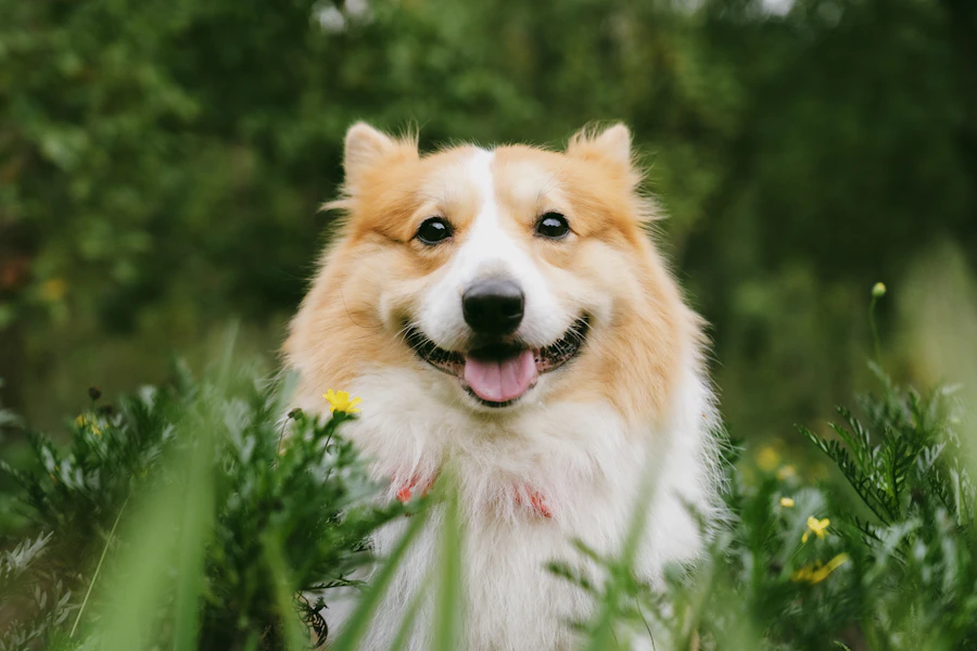 A happy, fluffy corgi sitting in the grass