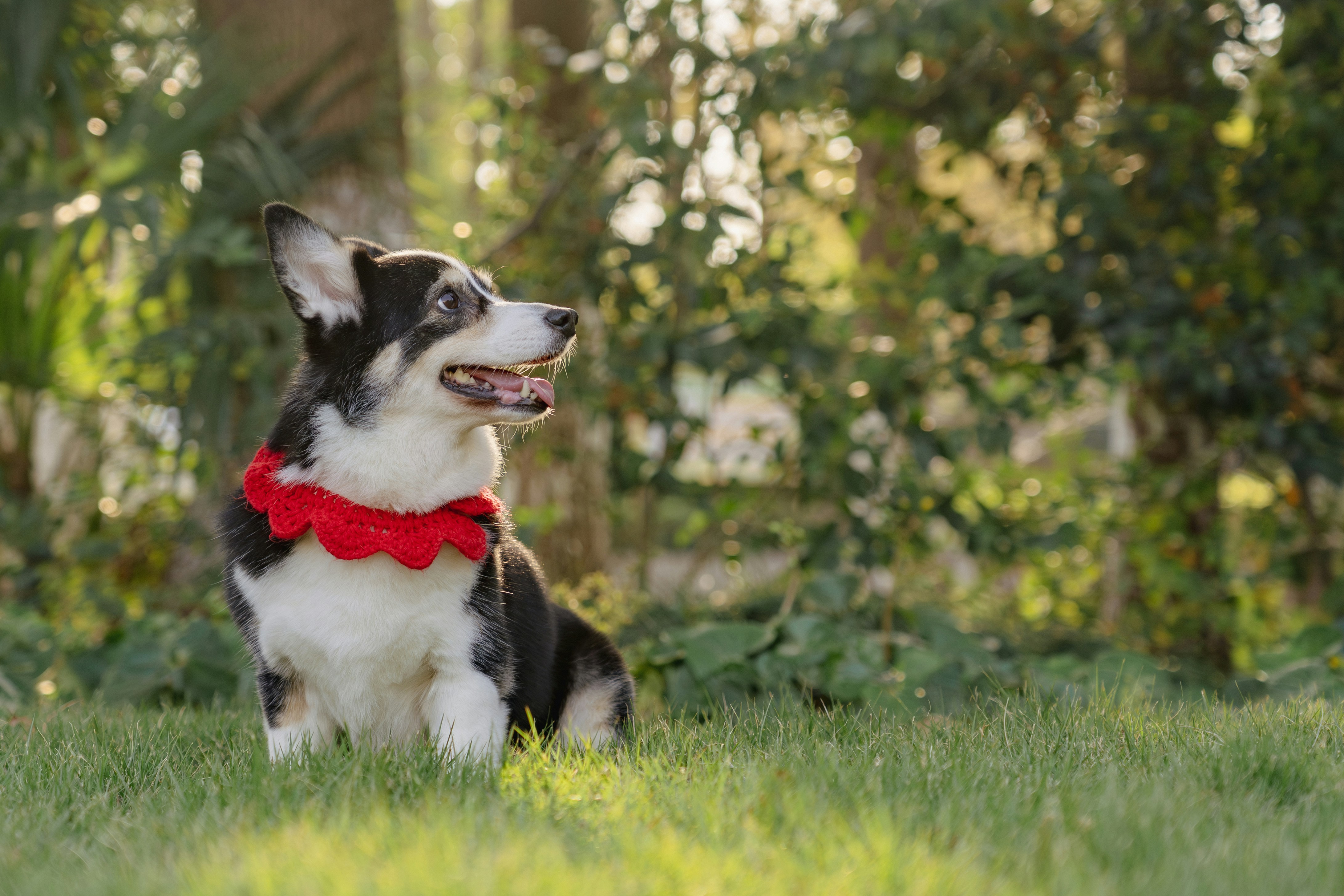 How to Ensure Collar Comfort and Safety