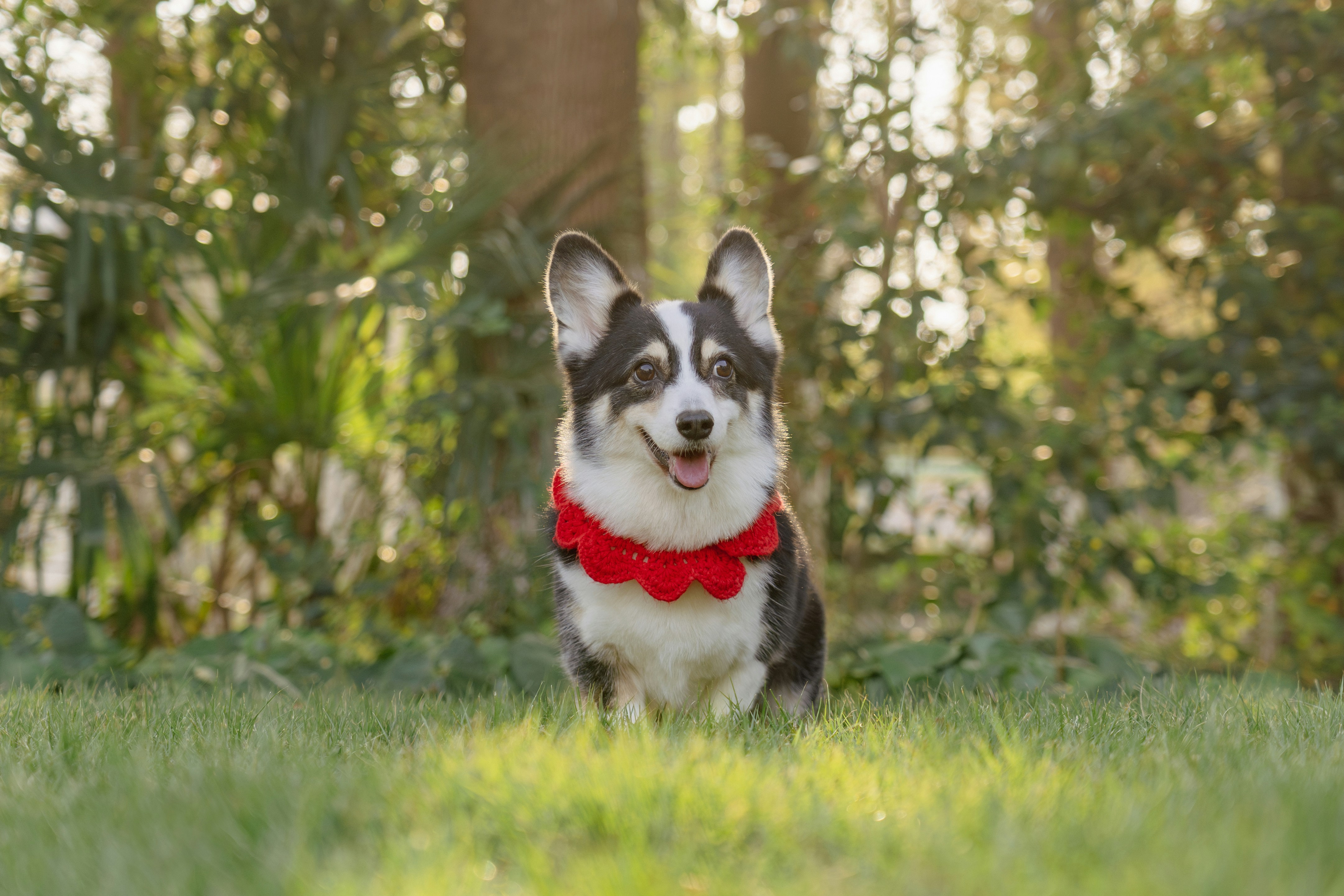 A b&w corgi with a red crochet lace collar sits on the lush green grass in a park outdoors. With trees and sunlit bokeh in the background, it looks directly at the camera with its tongue out, creating an adorably happy and stylish scene in nature