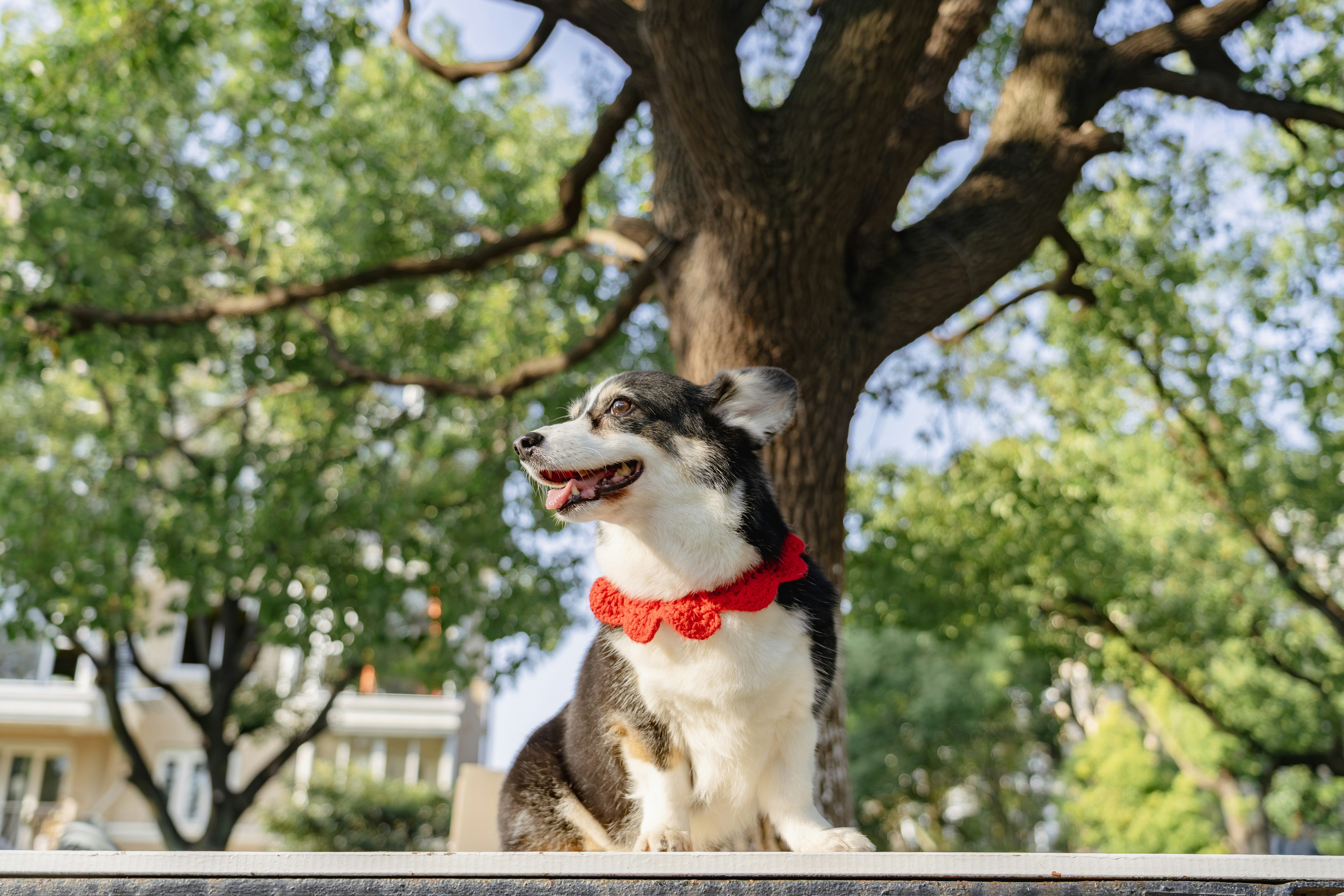 A fluffy dog wearing a red collar sits outdoors.