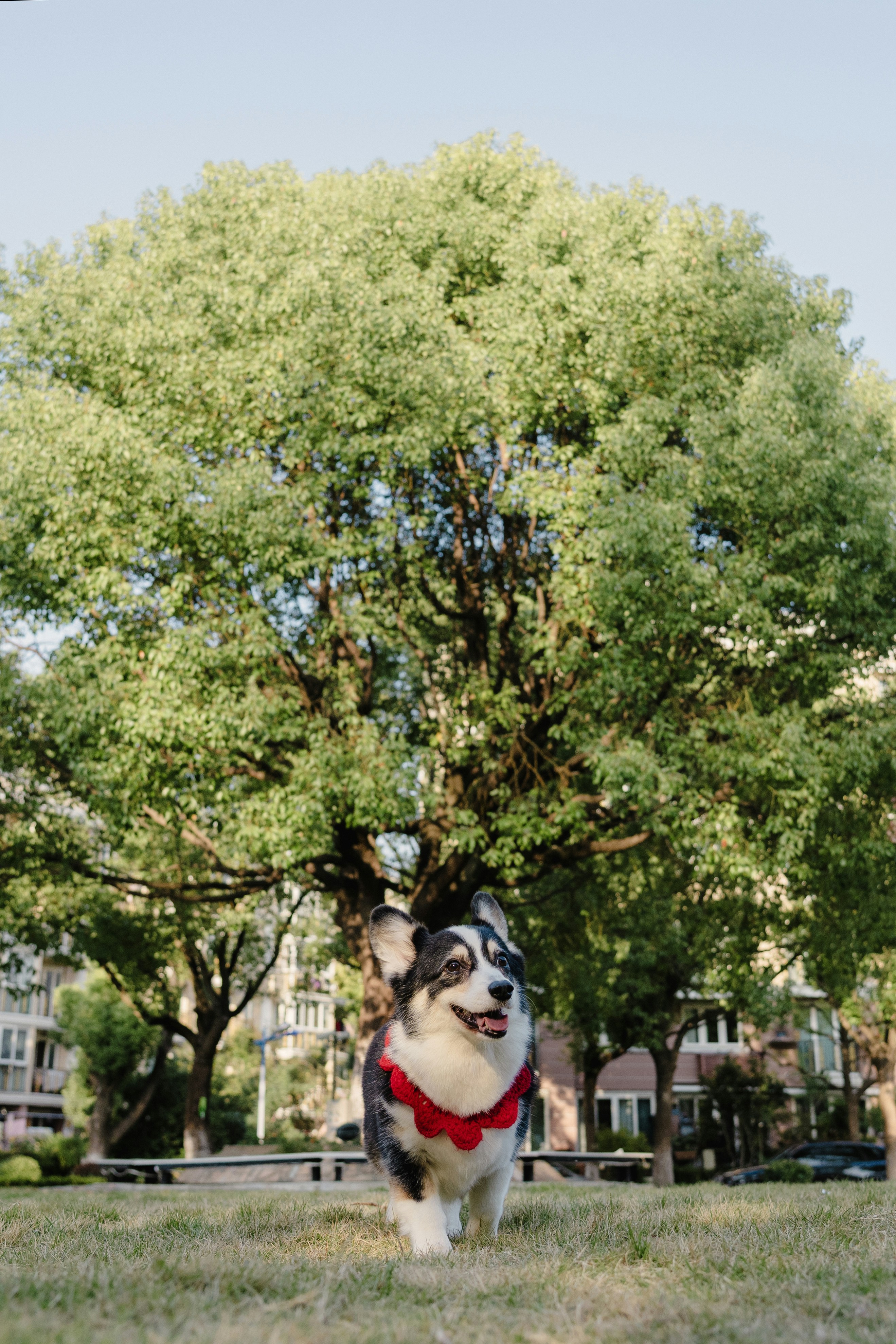 A corgi dog walks in a park under a tree.