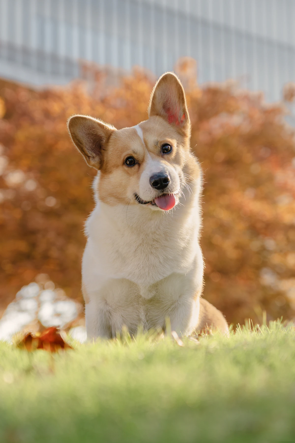 Fröhlicher Corgi im Gras