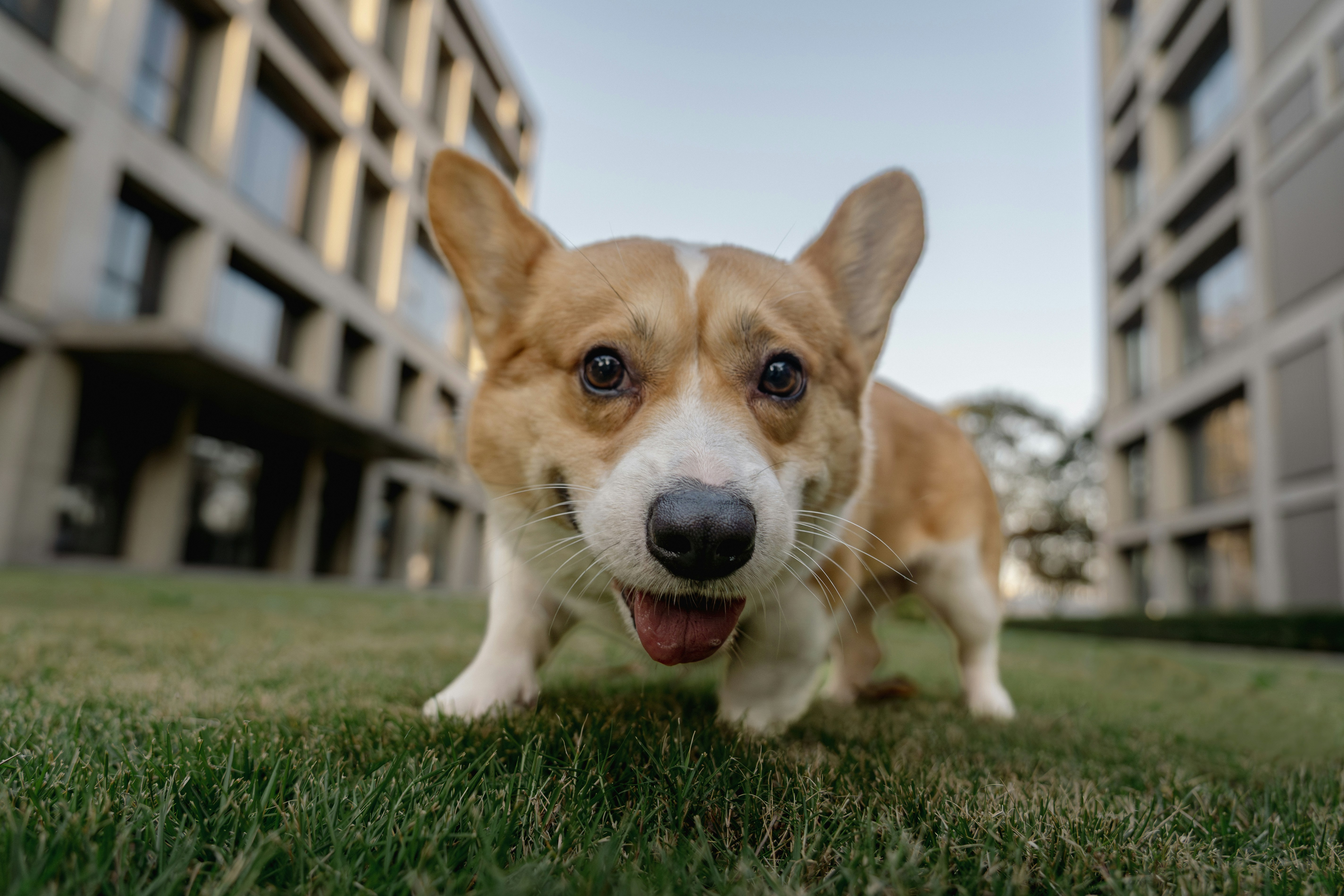 Dedicated dog run in an apartment building - High-rise apartments Uptown Chicago