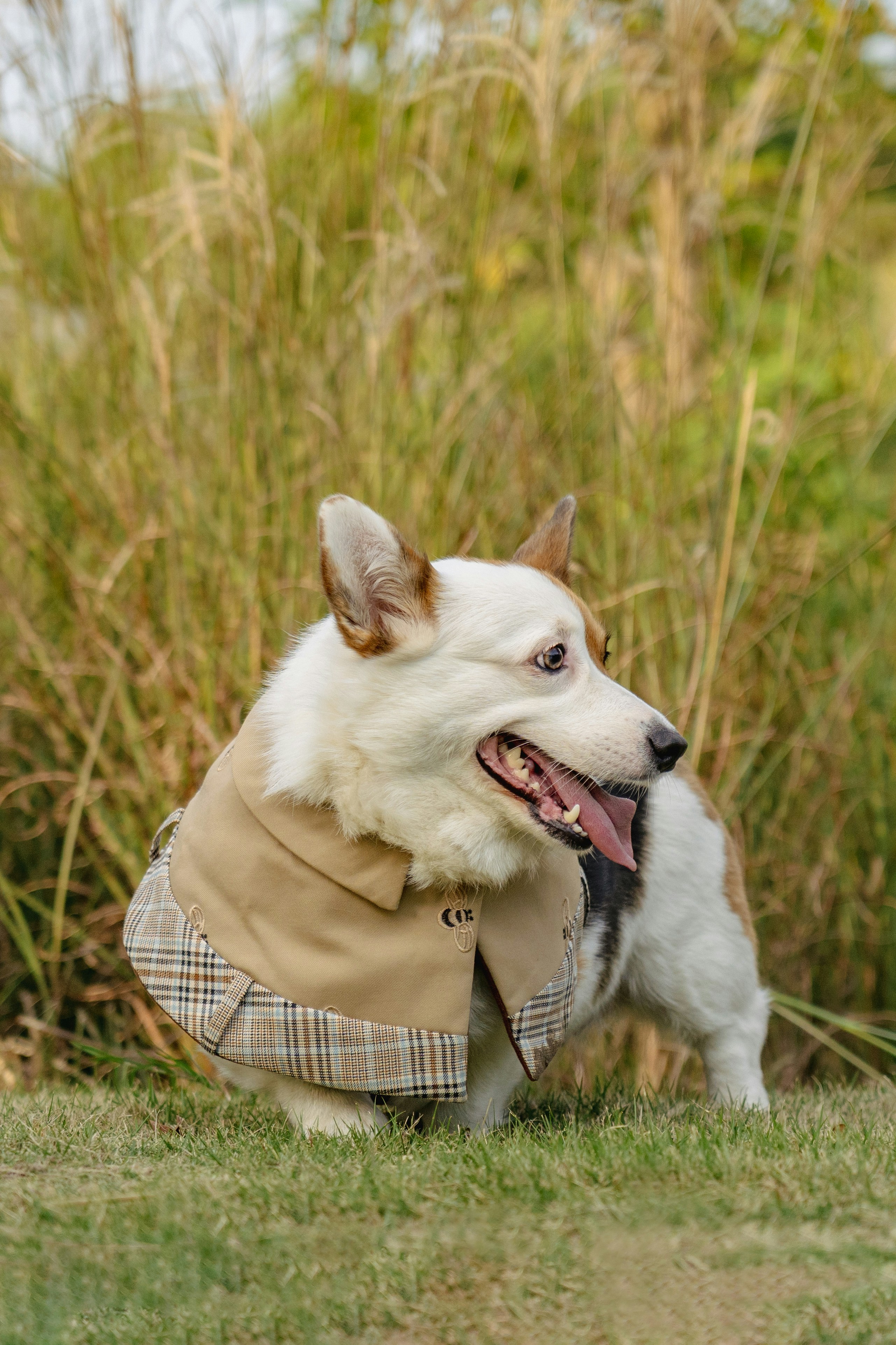 dog in coat