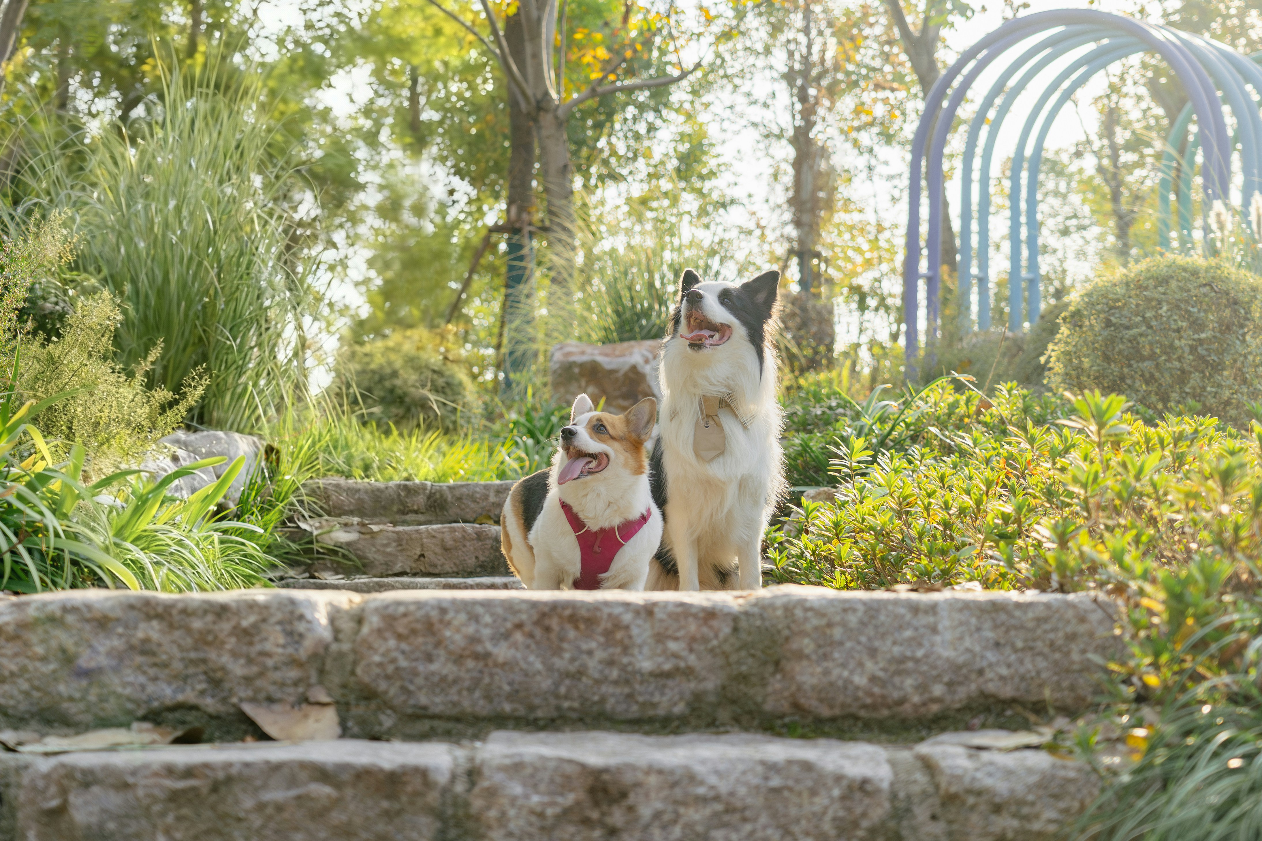 Two dogs sitting on stone steps in a park.