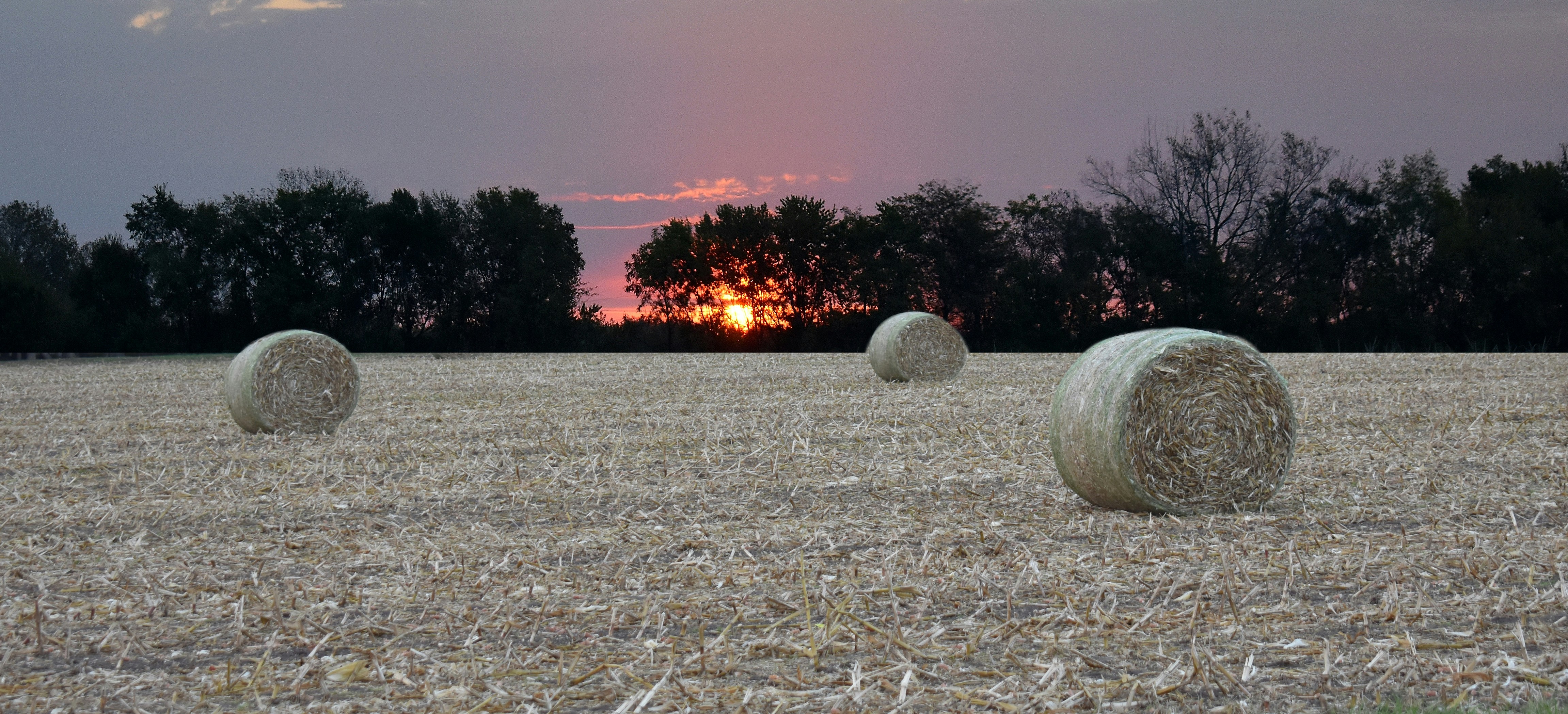 Round hay bales in a field at sunset