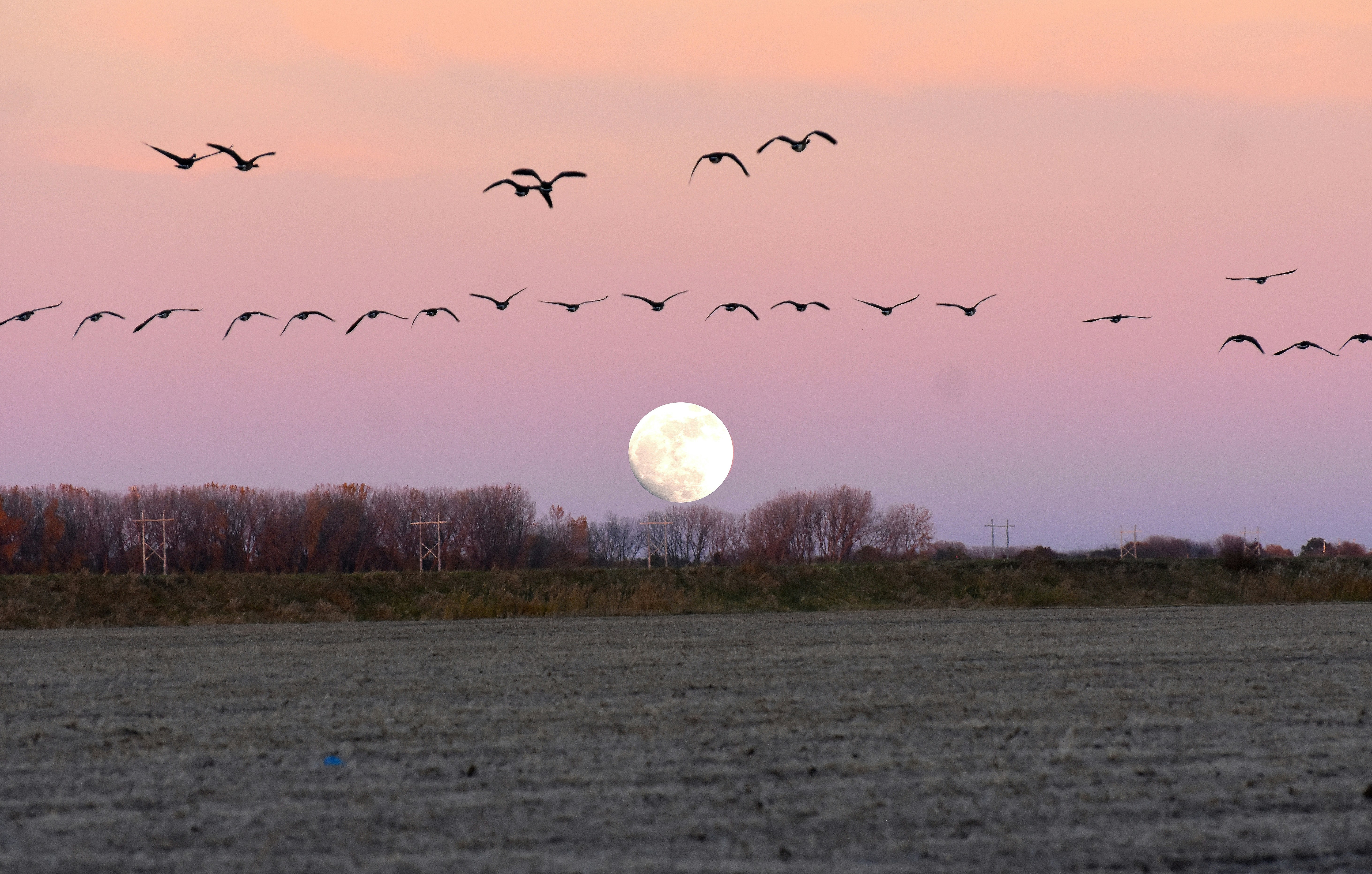 Flock of birds flies past full moon at sunset.