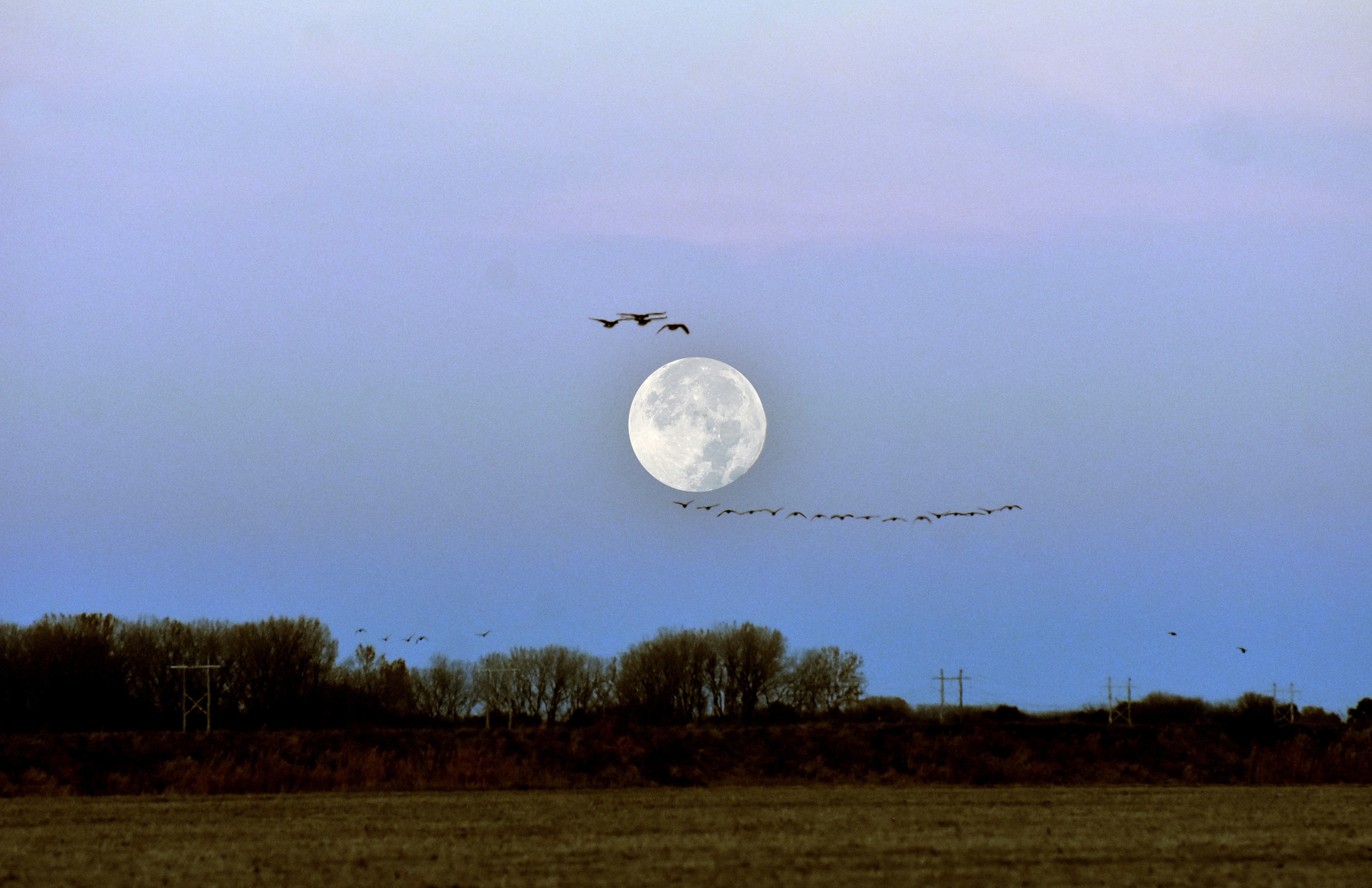 Birds fly past a full moon at dusk.