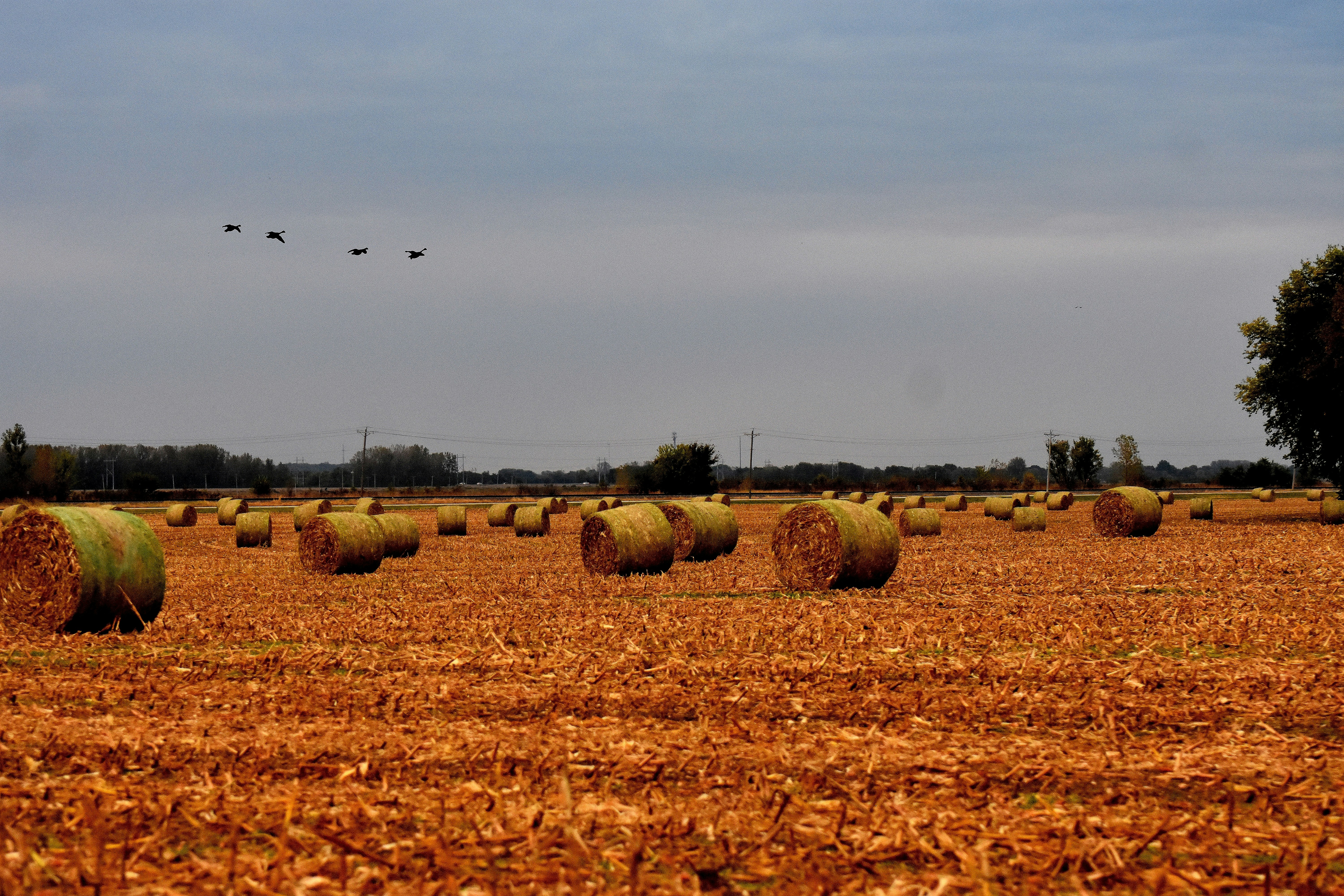 Hay bales in a golden field under a cloudy sky.