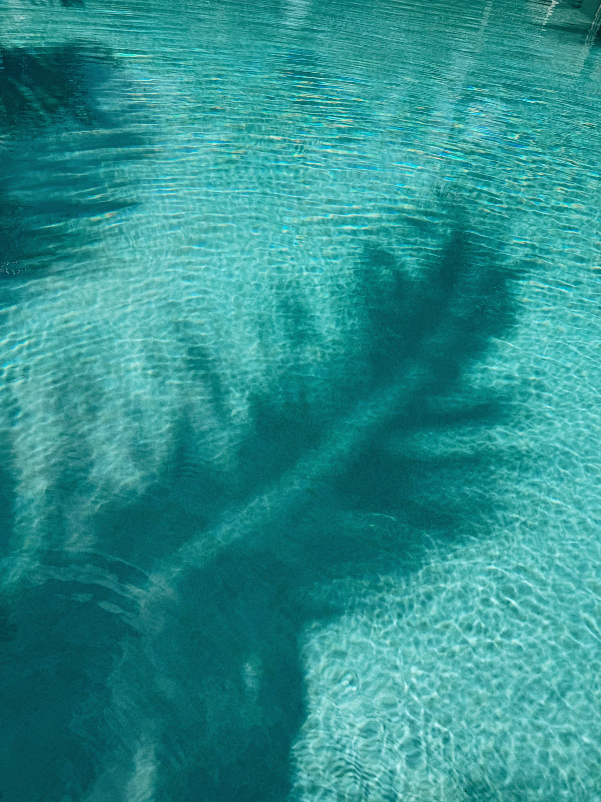 Turquoise water and palm shadows at a resort pool on Zanzibar's northeast coast