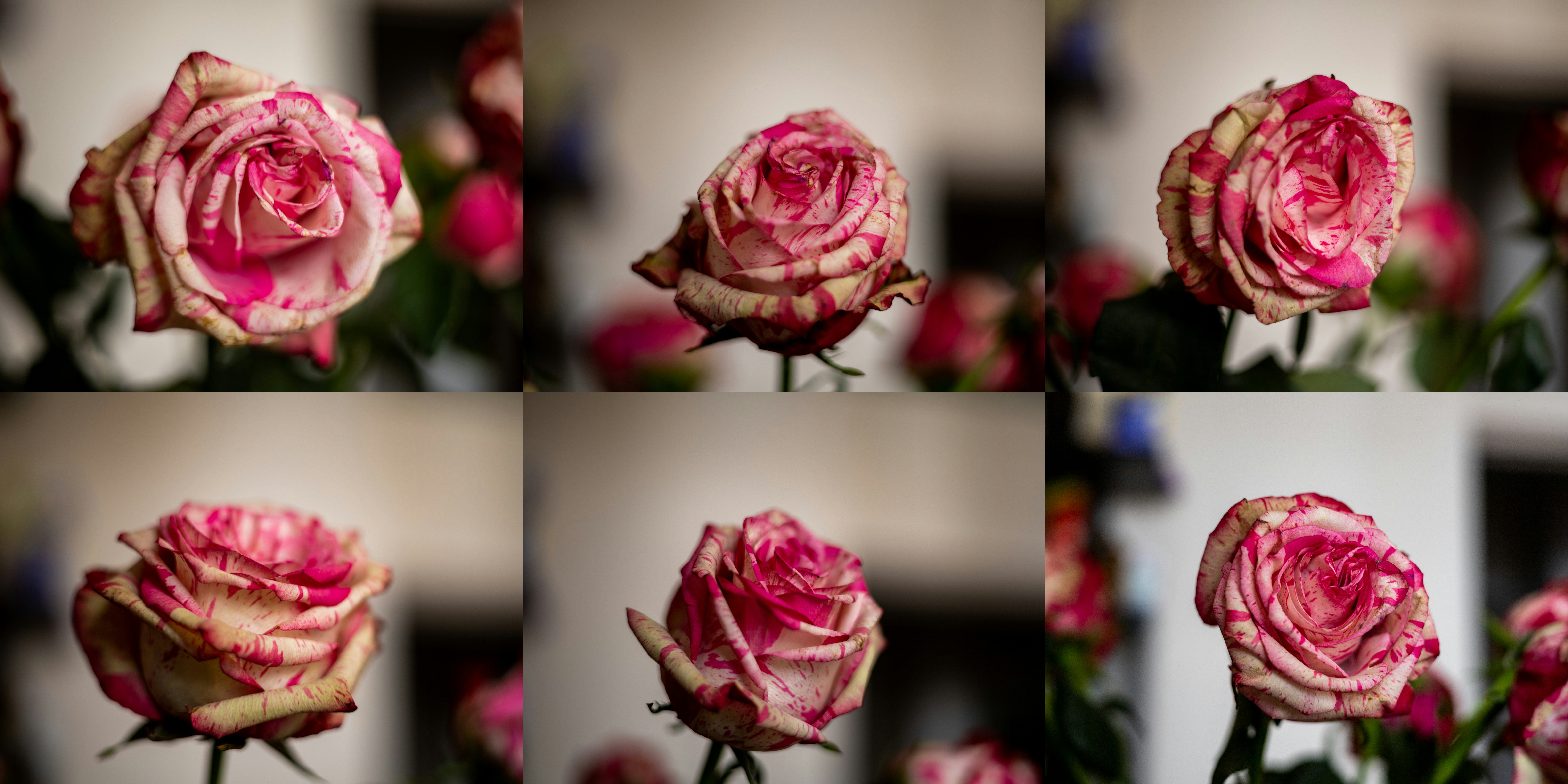 Heartfelt Valentine's Day Wishes for Your Lover — Romantic Lines