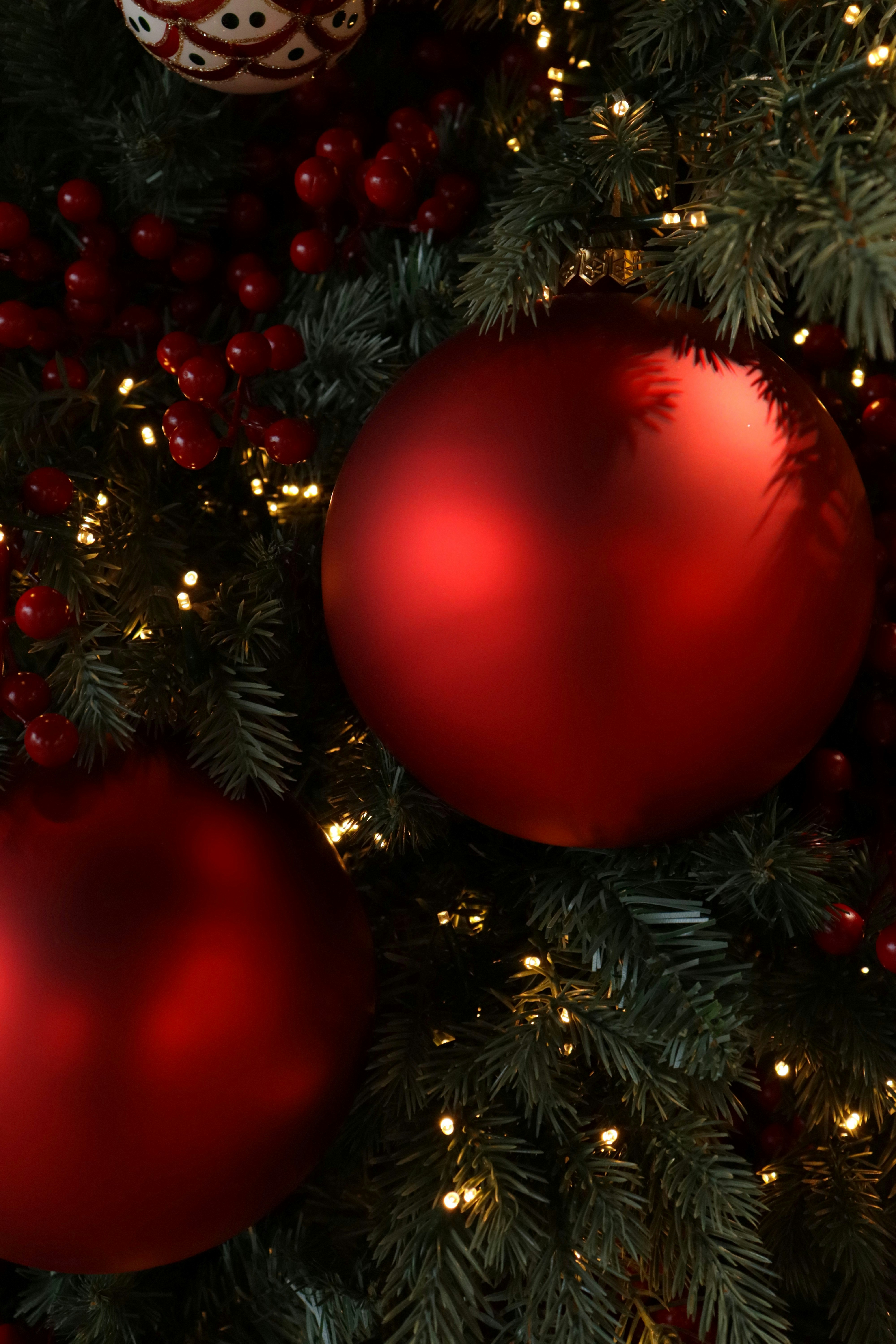 Photo by bored_mongoose