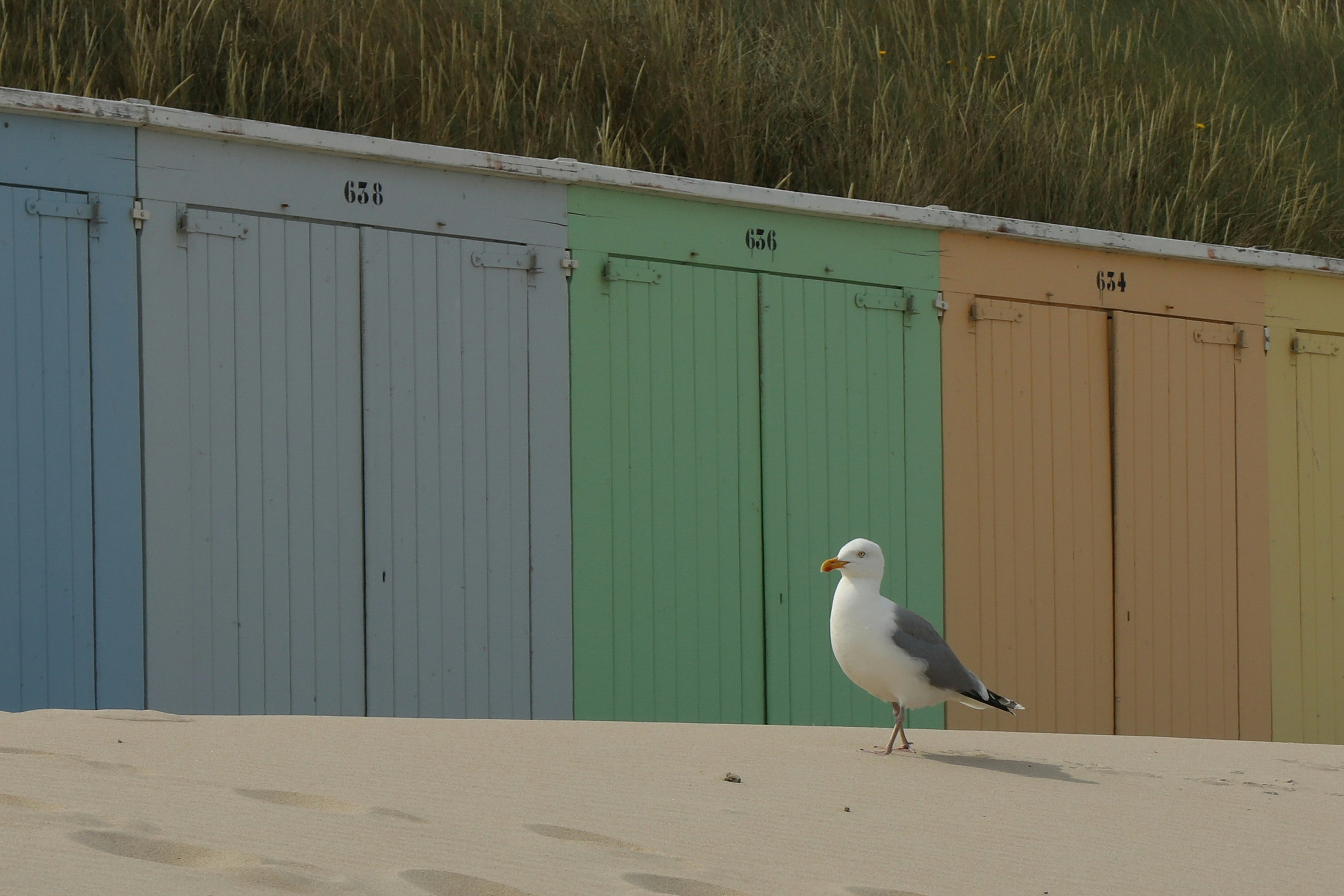 Seagull stands on beach in front of colorful beach huts.