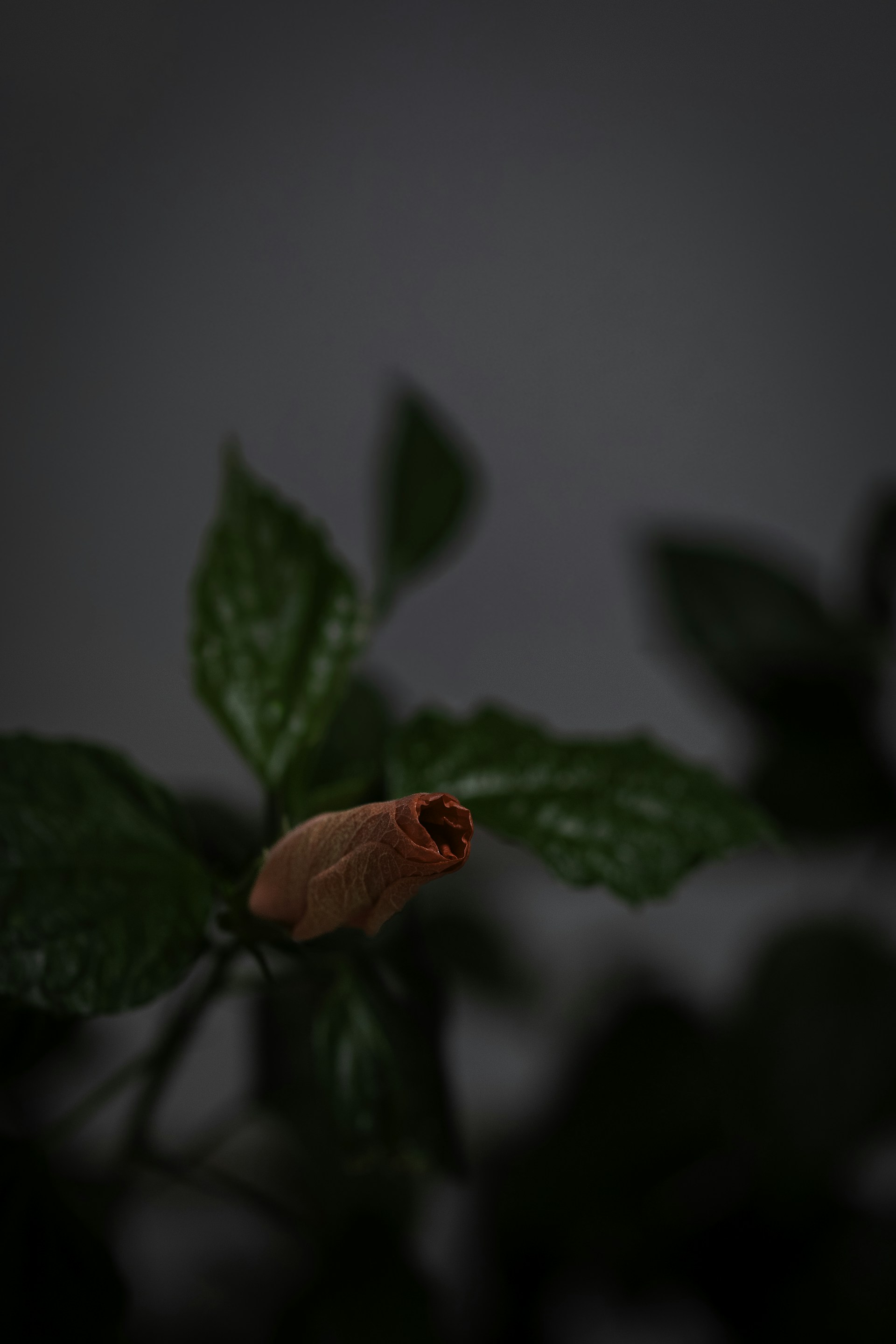 Red hibiscus flower bud with green leaves