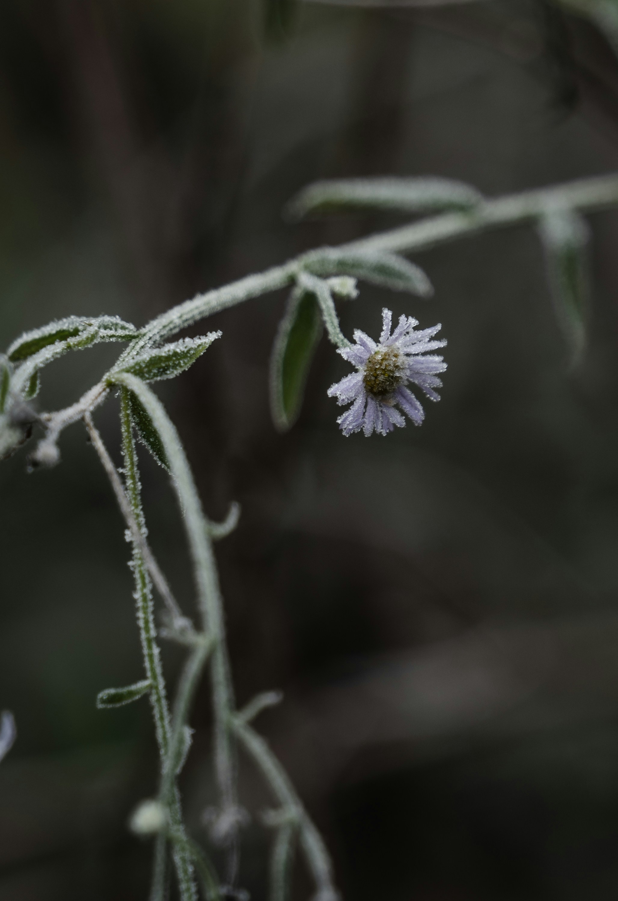A delicate flower covered in frost