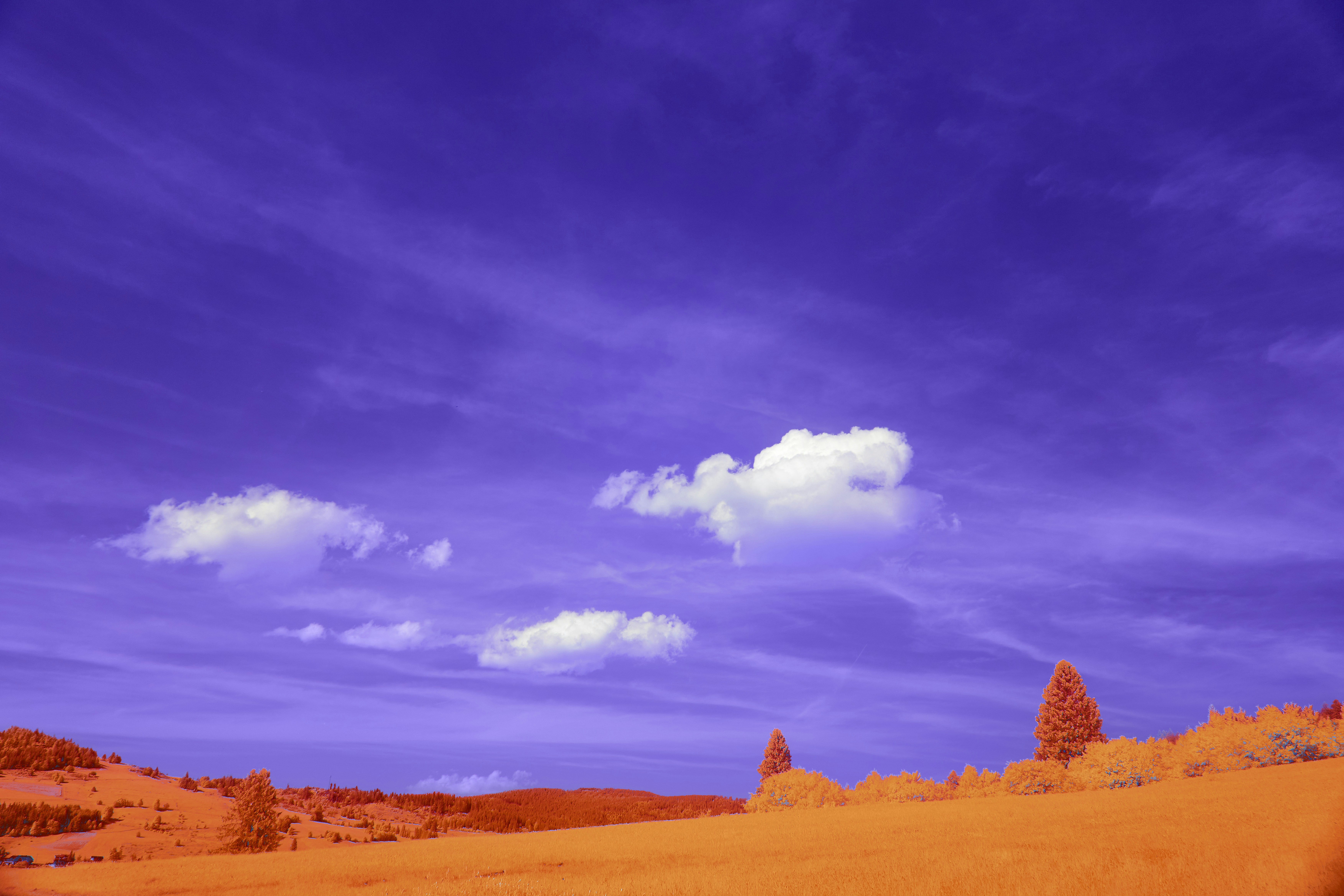 Vibrant orange field under a deep purple sky.