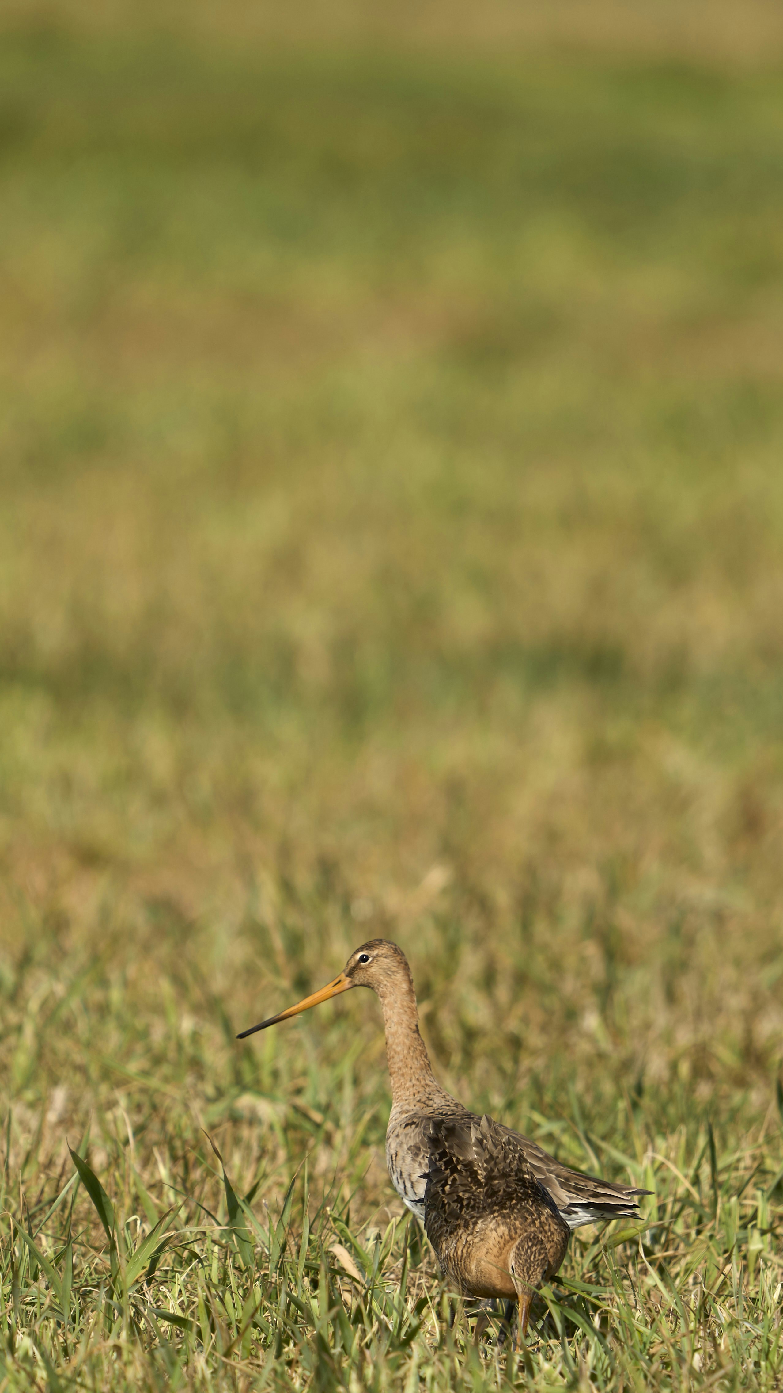 Photo by wolfgang_hasselmann