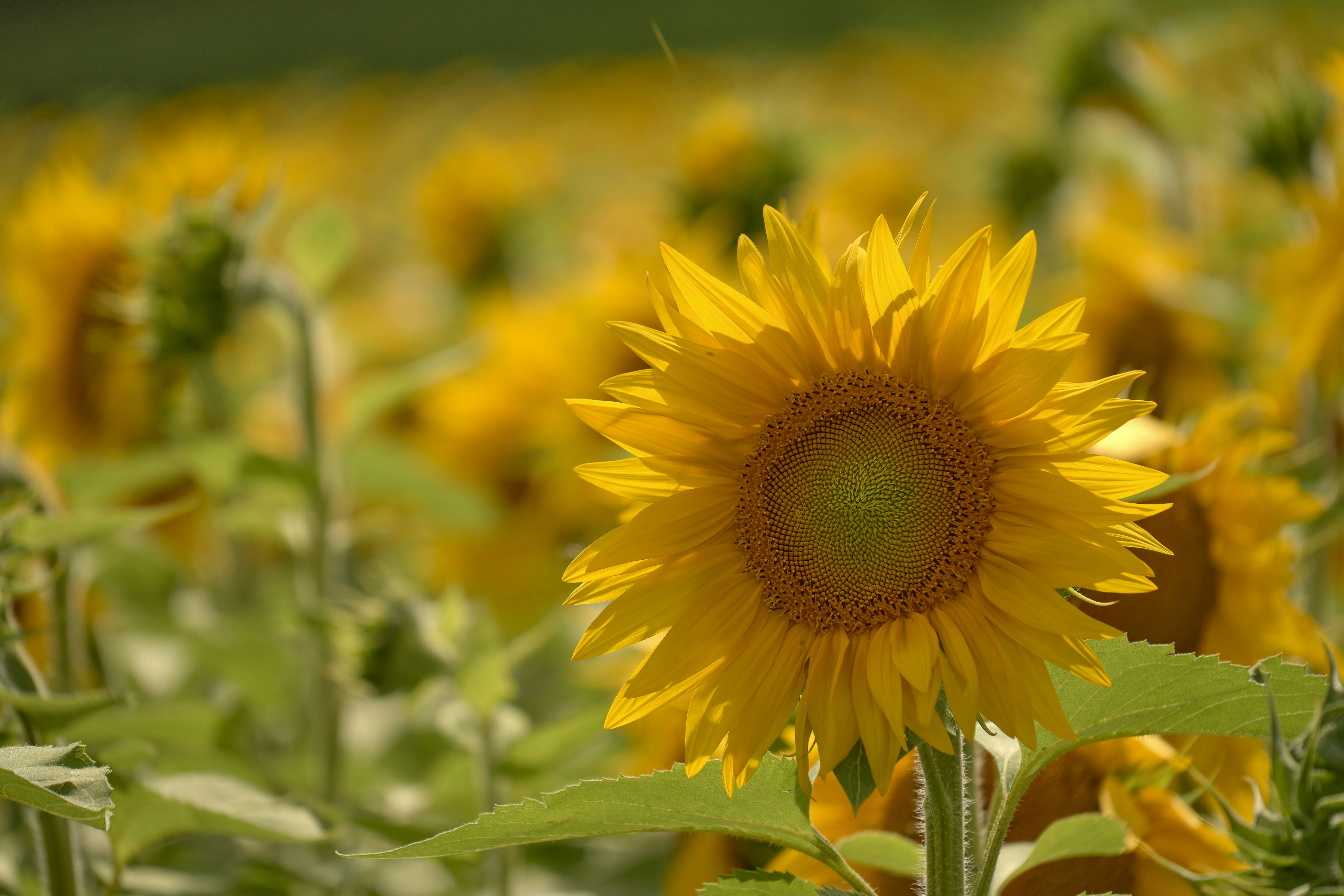 Photo by wolfgang_hasselmann