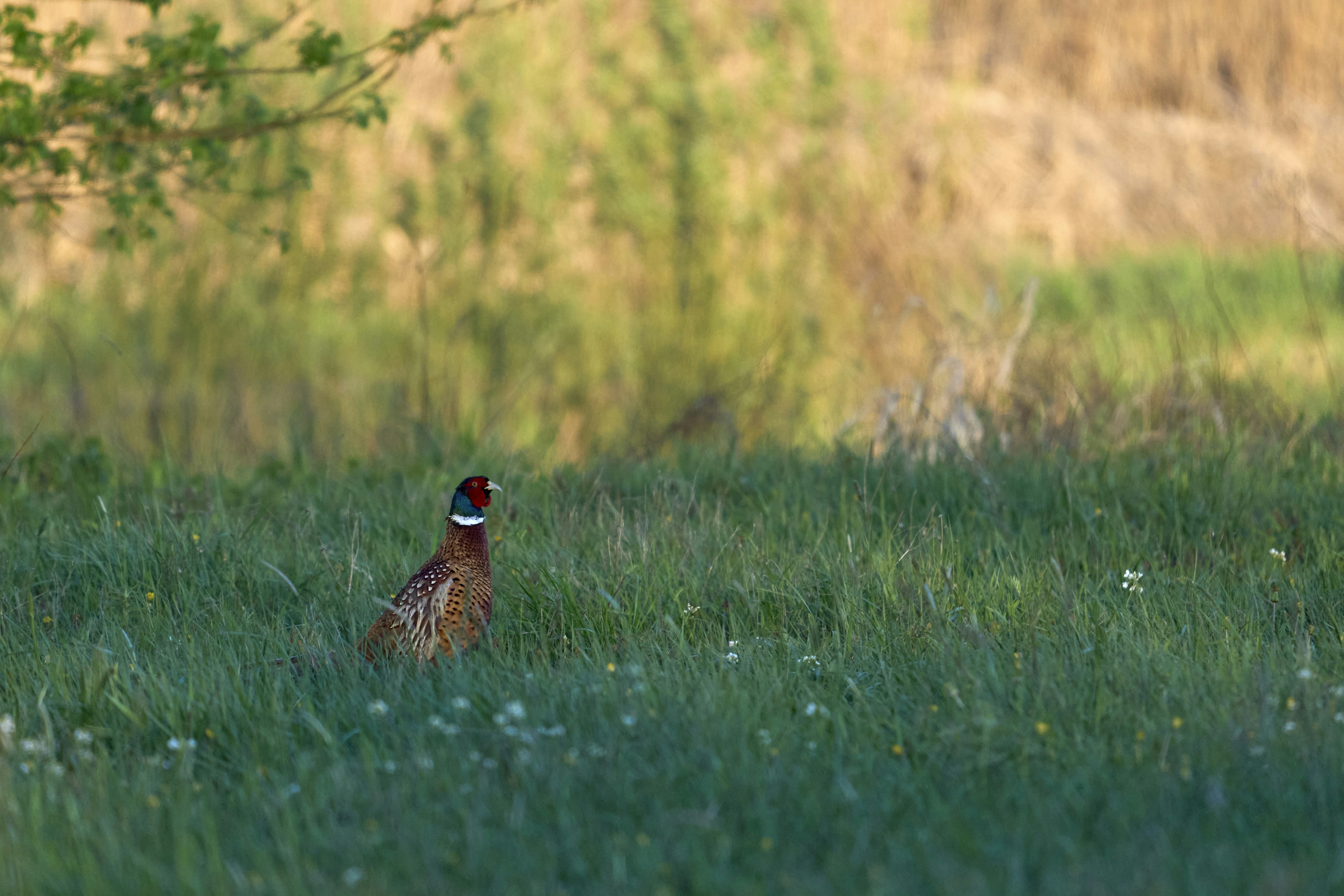 Photo by wolfgang_hasselmann