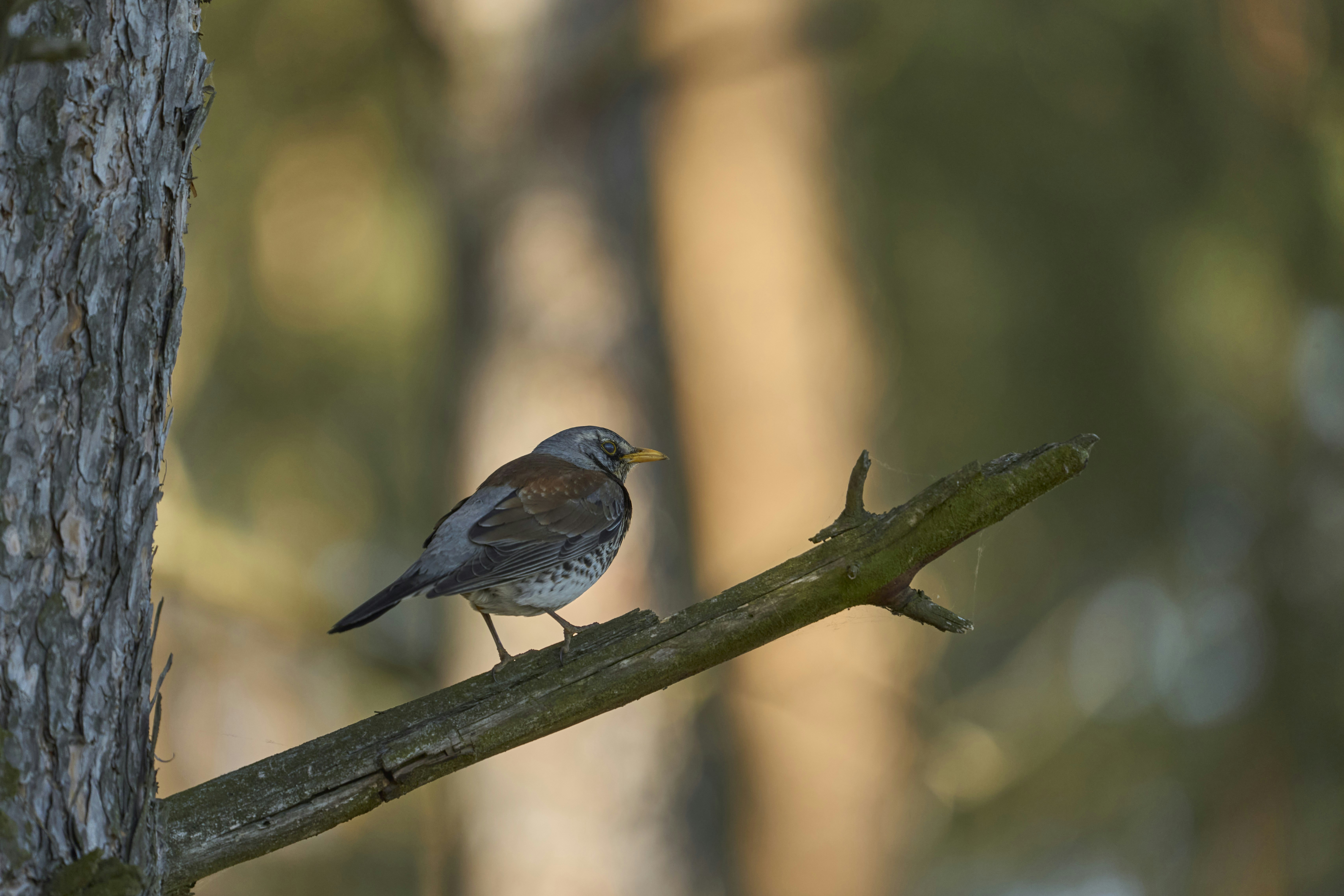 Photo by wolfgang_hasselmann