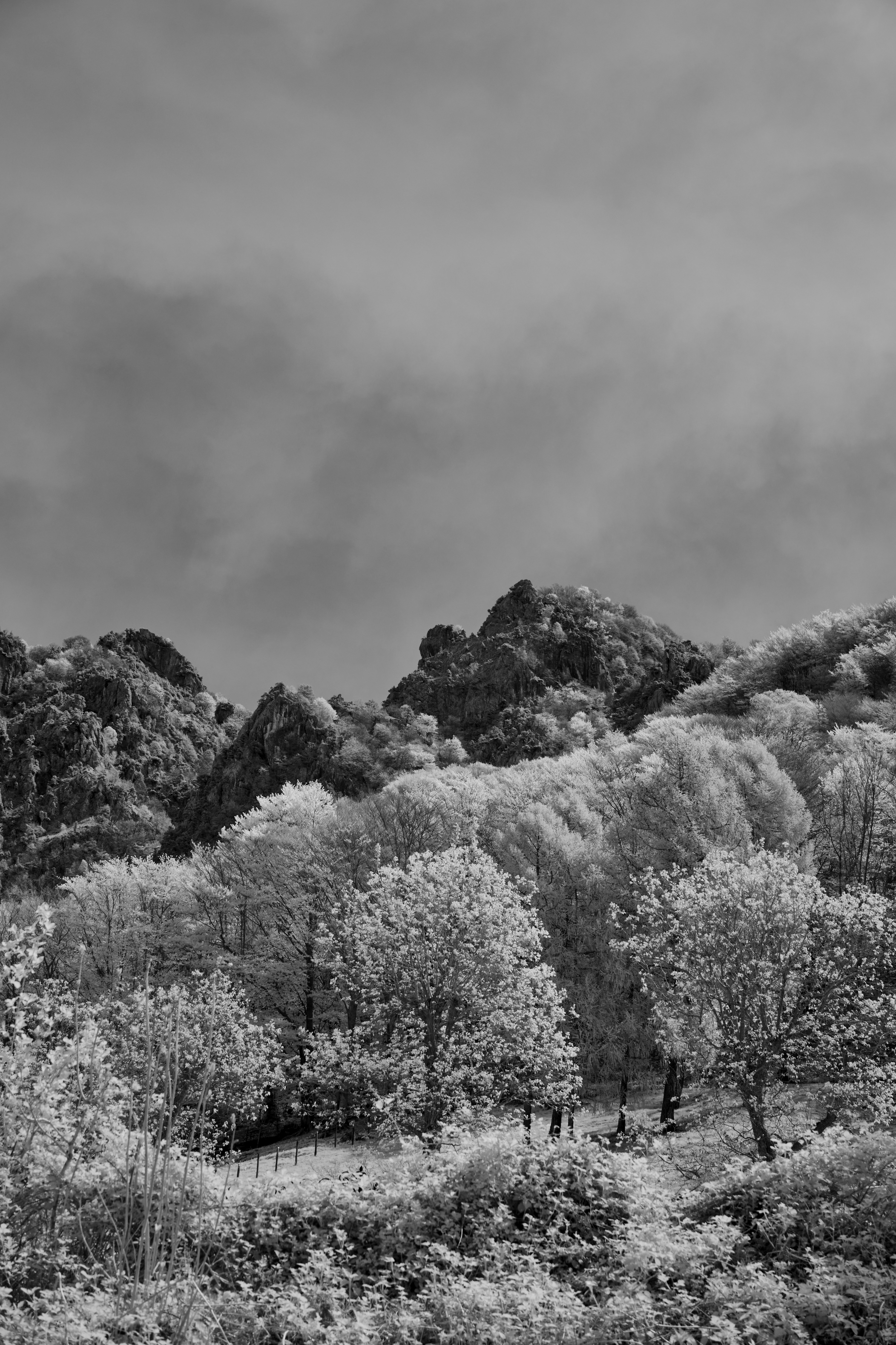 Monochromatic forest with rocky mountain peaks above.