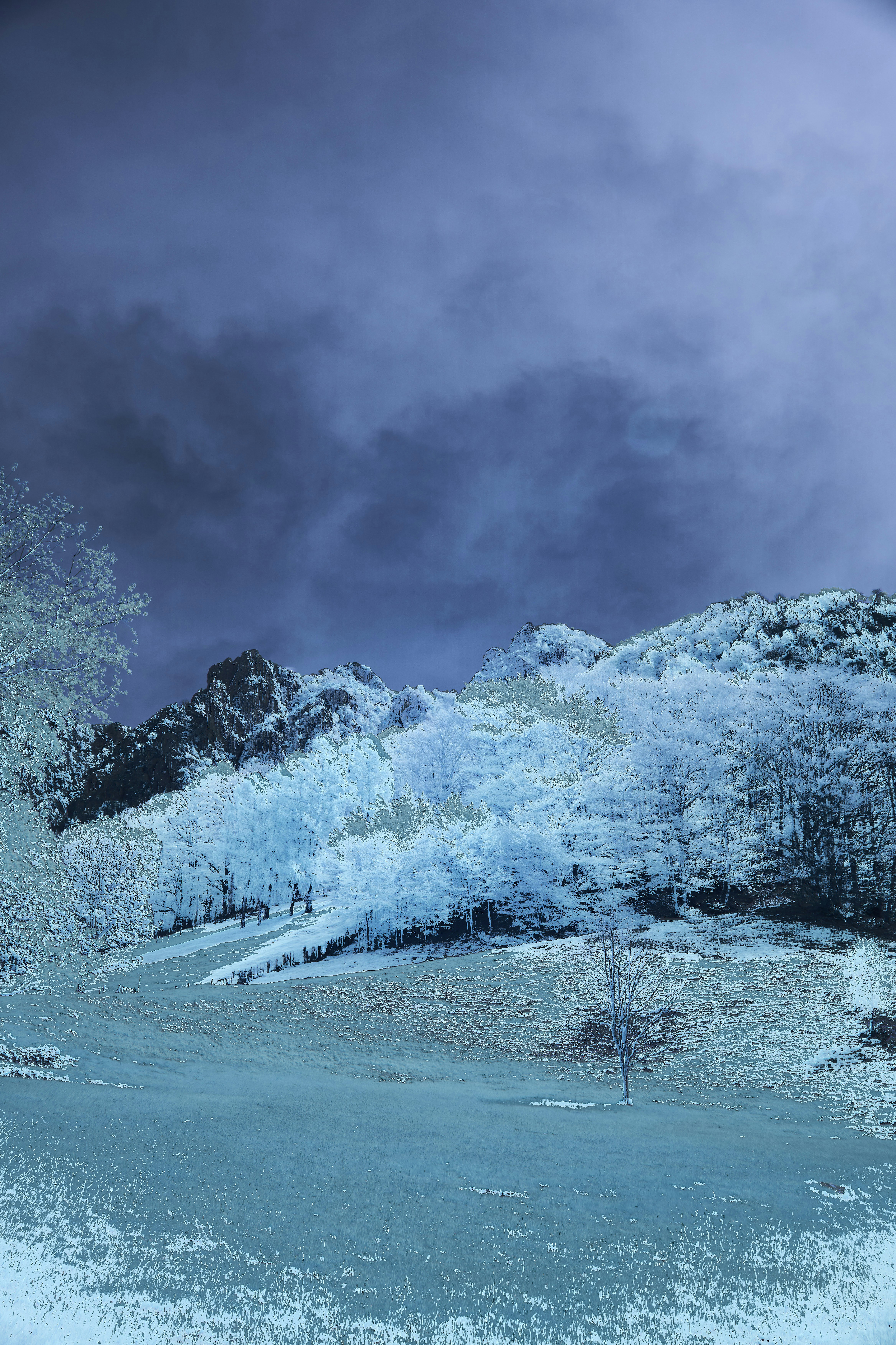 Snow-covered trees on a mountain slope under dark clouds.