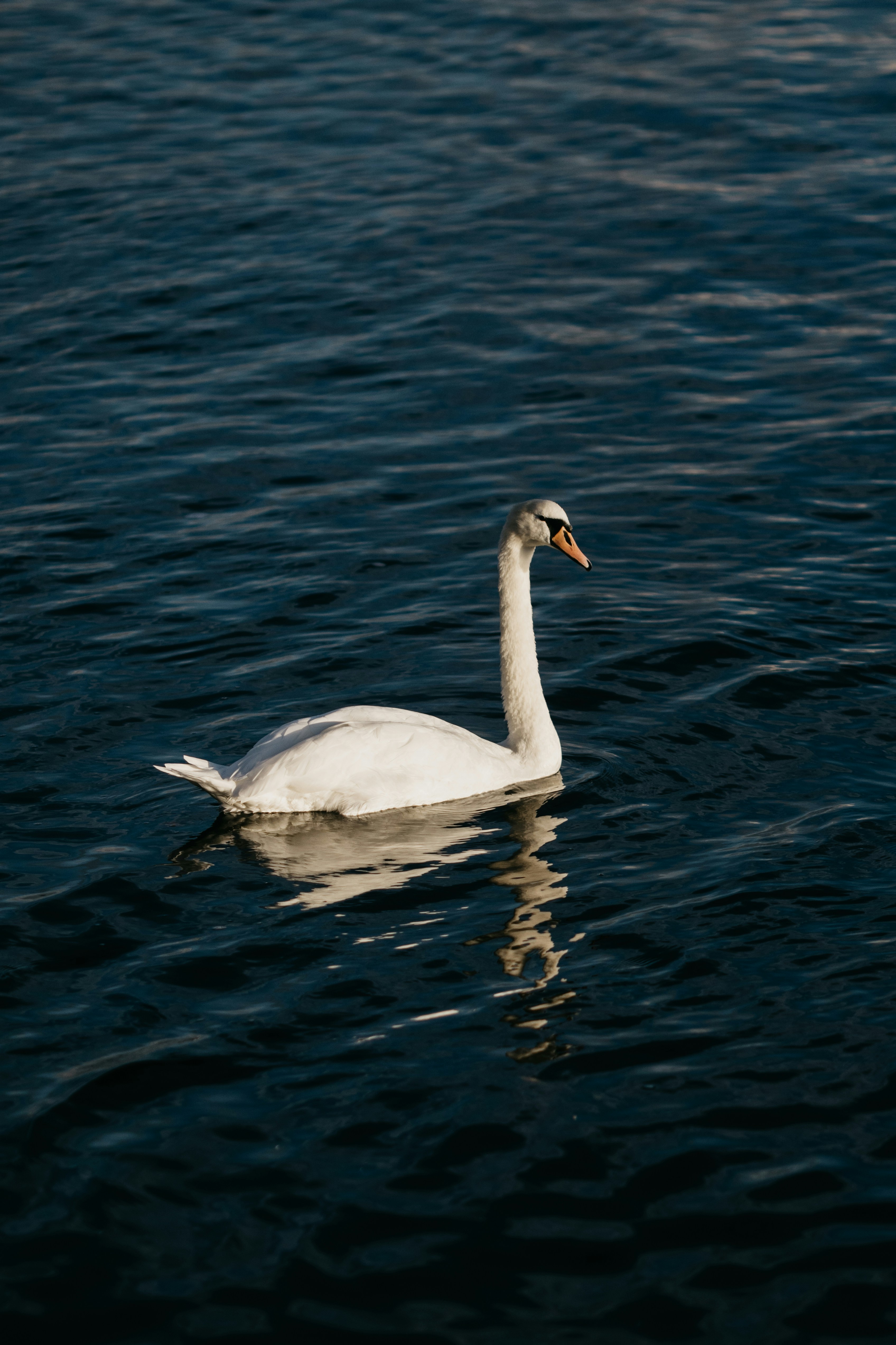 Photo by jonathanborba