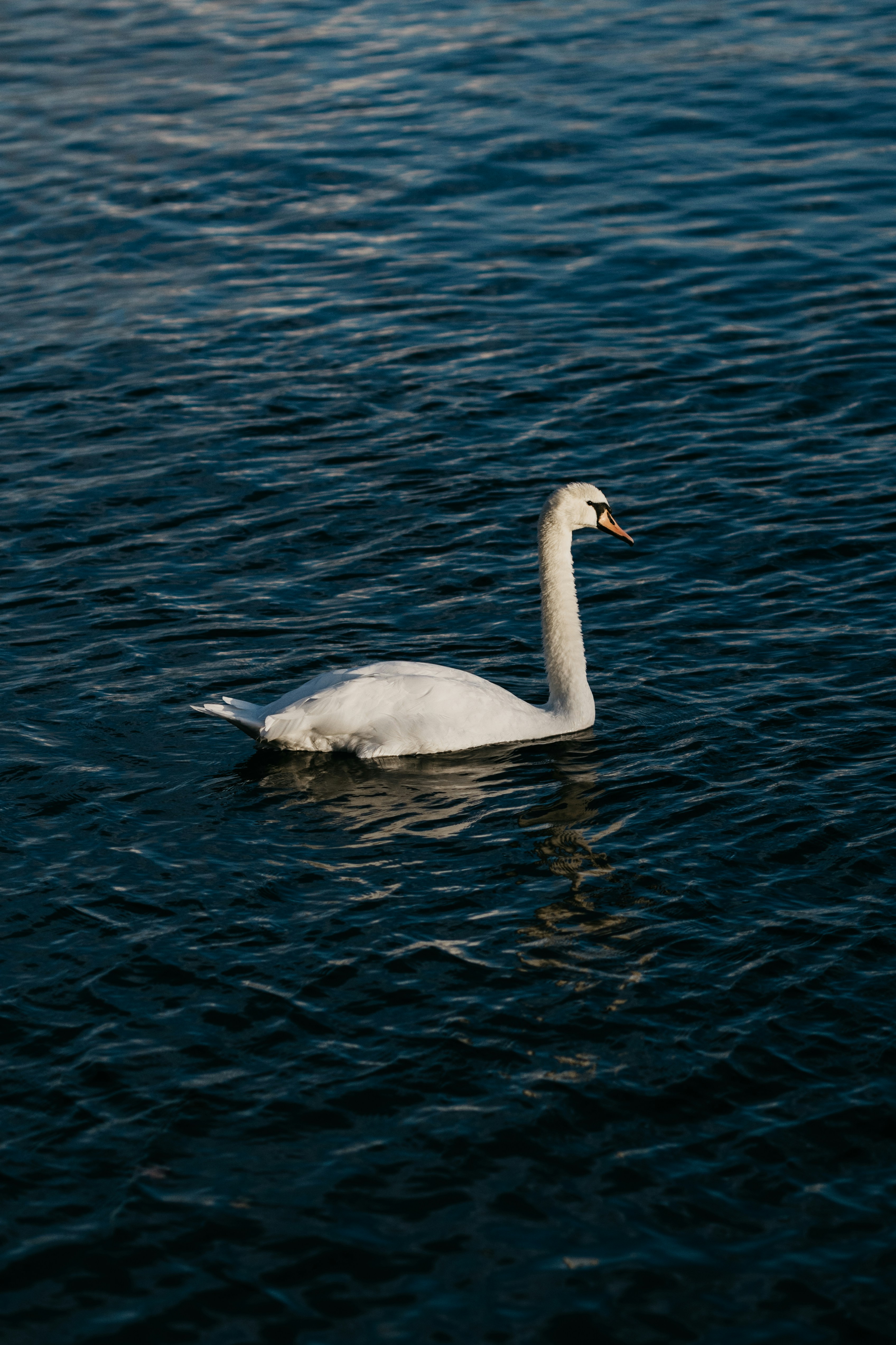 Photo by jonathanborba