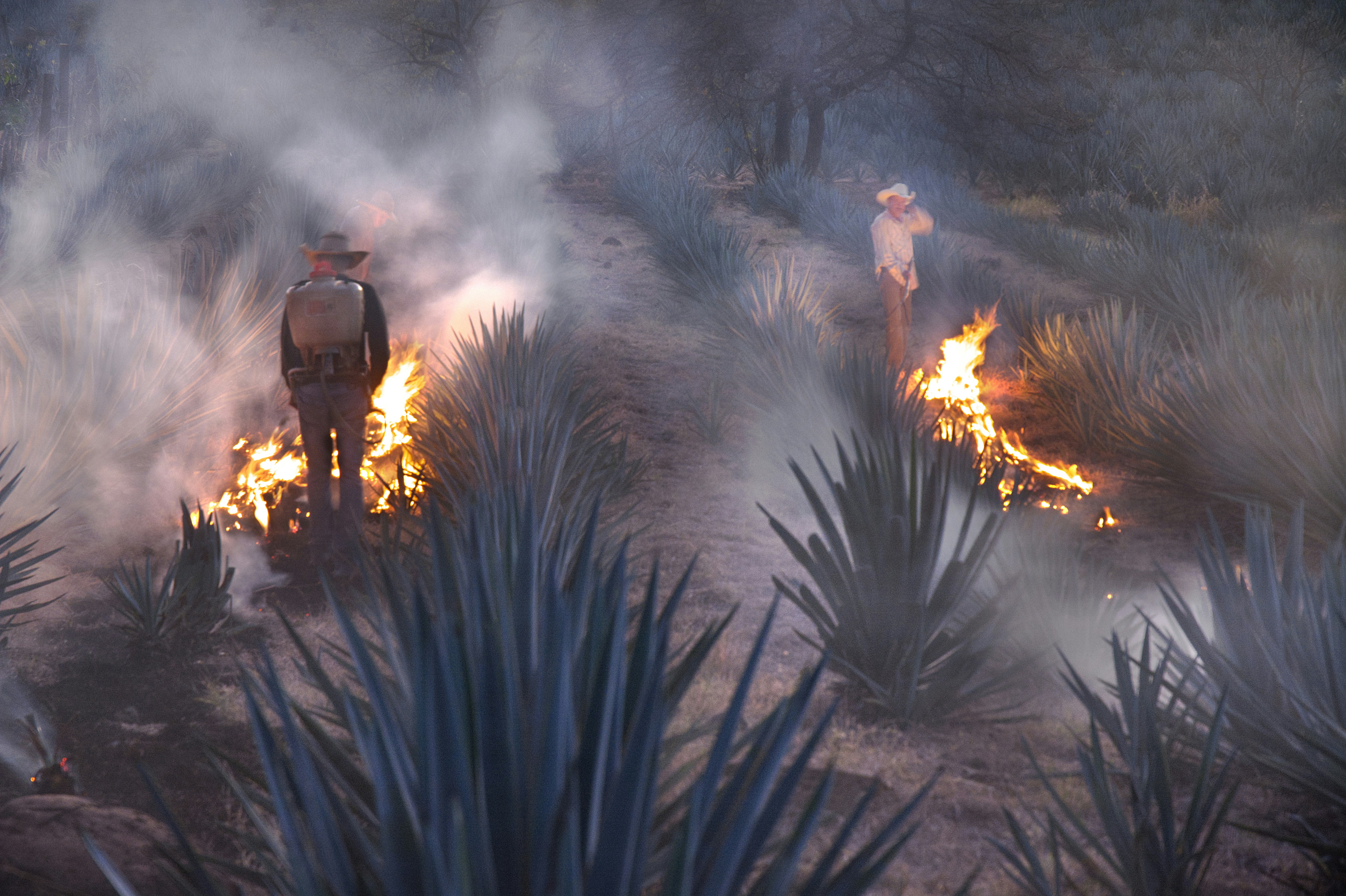 Workers burning agave plants in a field.