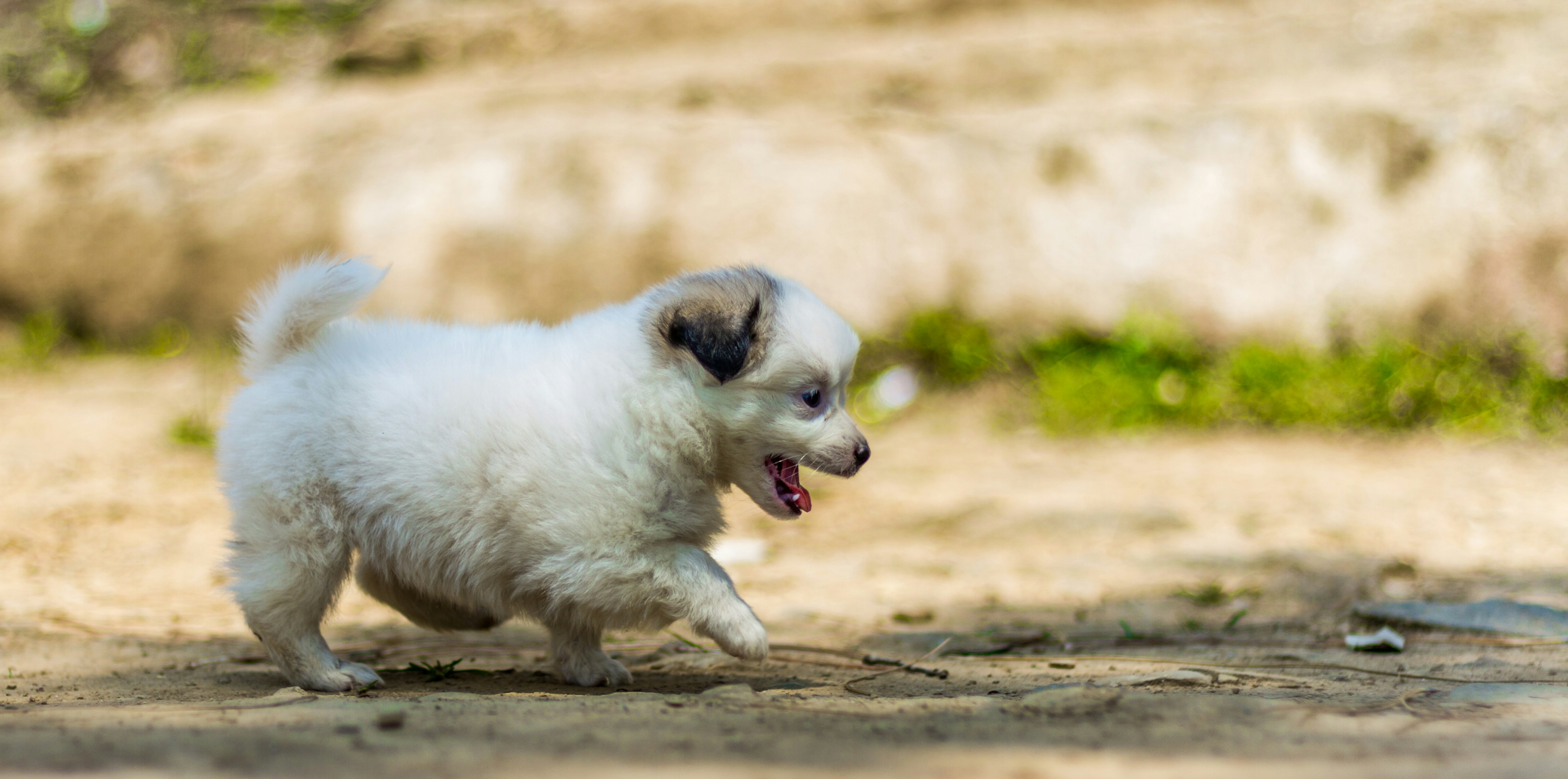 Fluffy white puppy with brown ears running outside