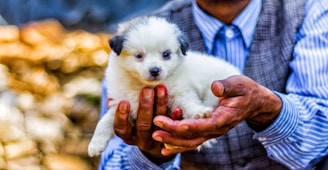 A small white puppy held in cupped hands.
