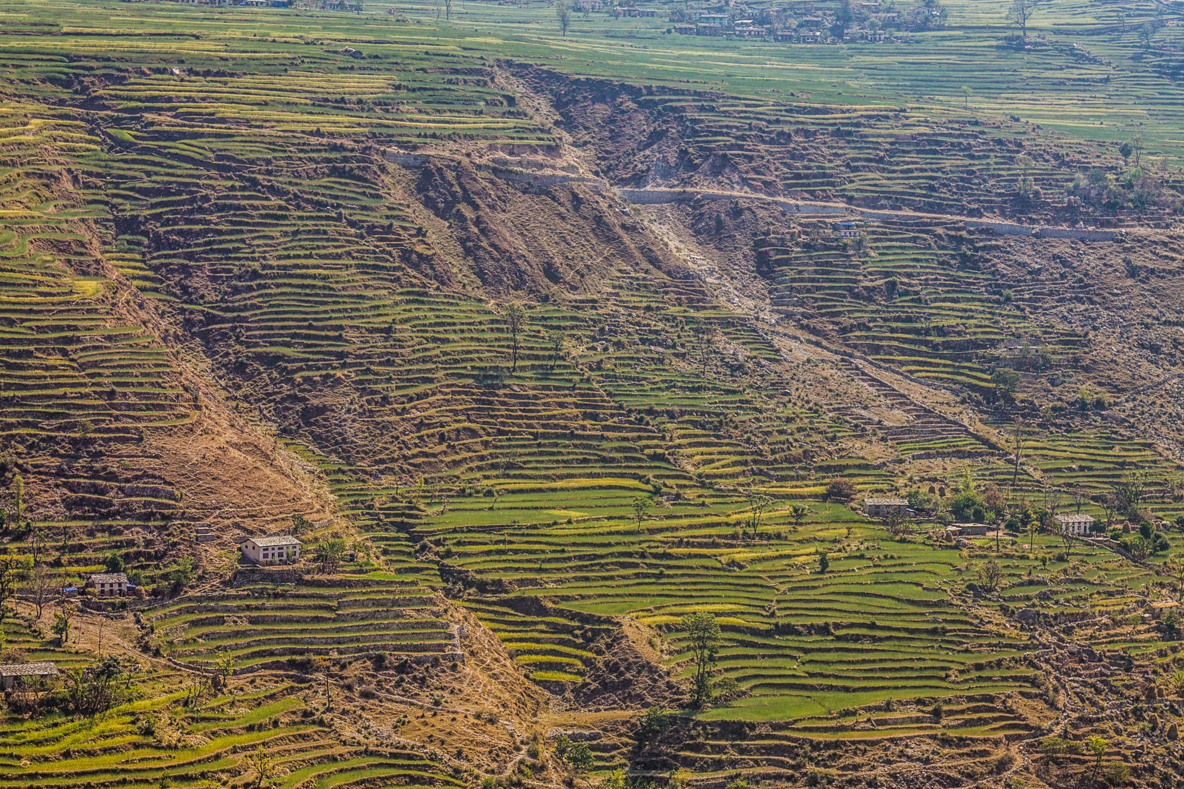 Terraced fields on a steep hillside with houses above