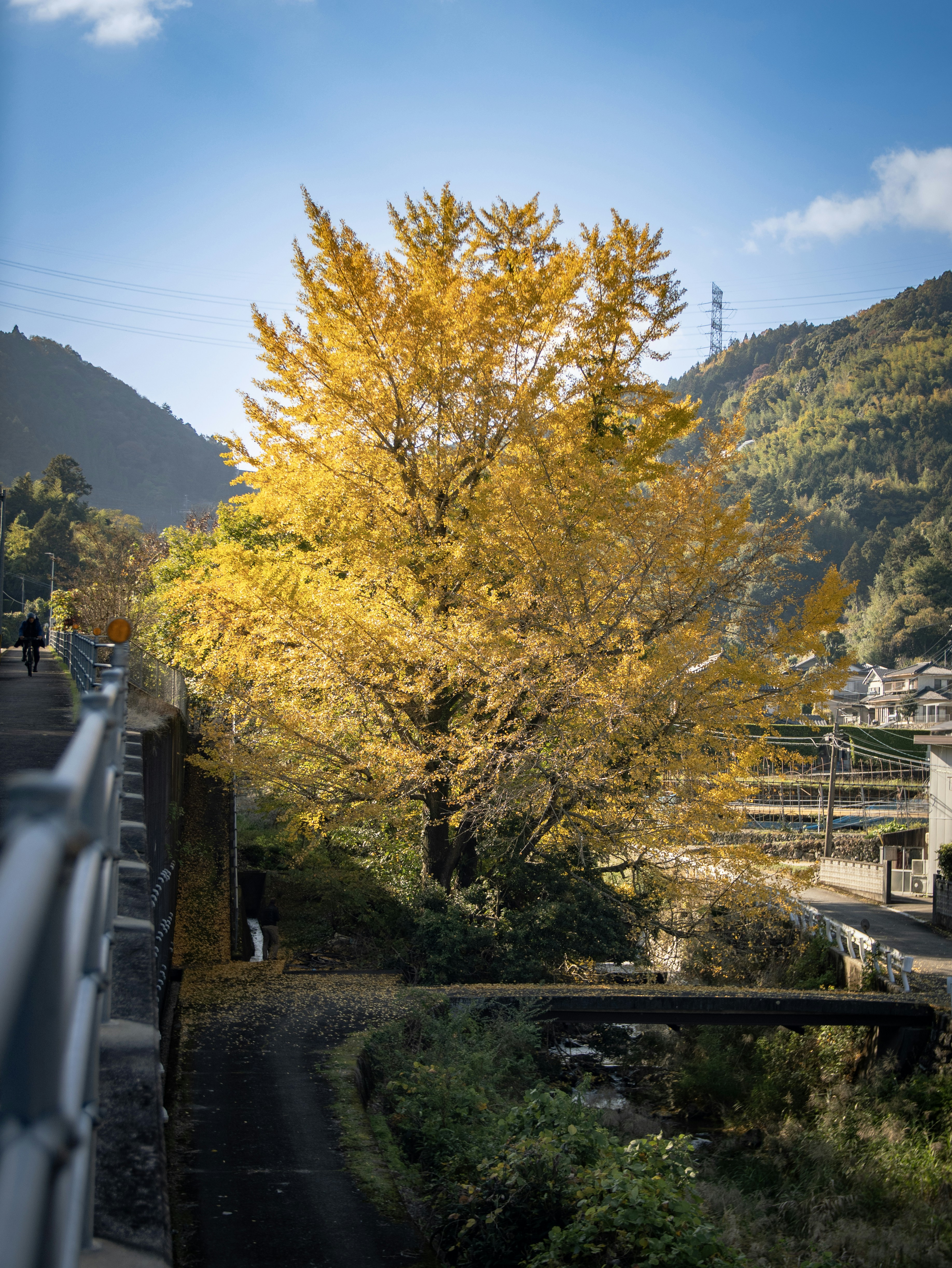 A bright yellow tree stands tall on a sunny day.