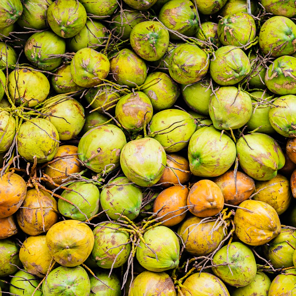 Young Coconut