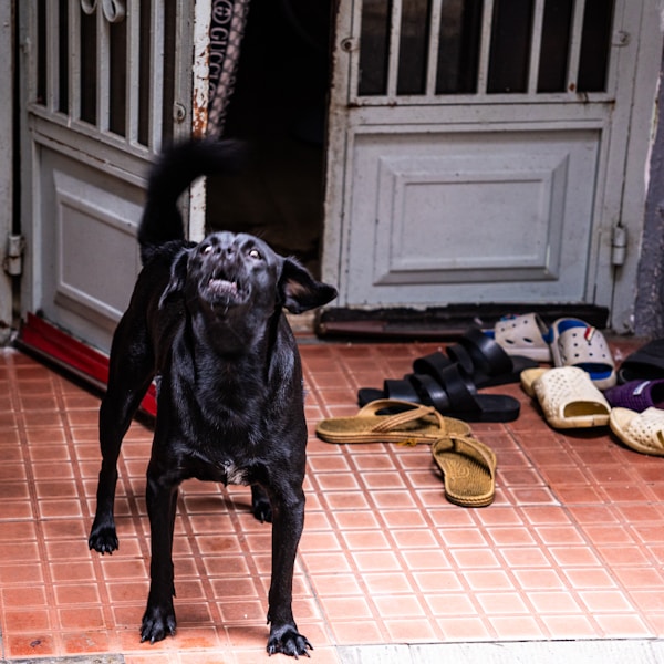 Why Do Dogs Wag Their Tails? It's Not Always Happiness