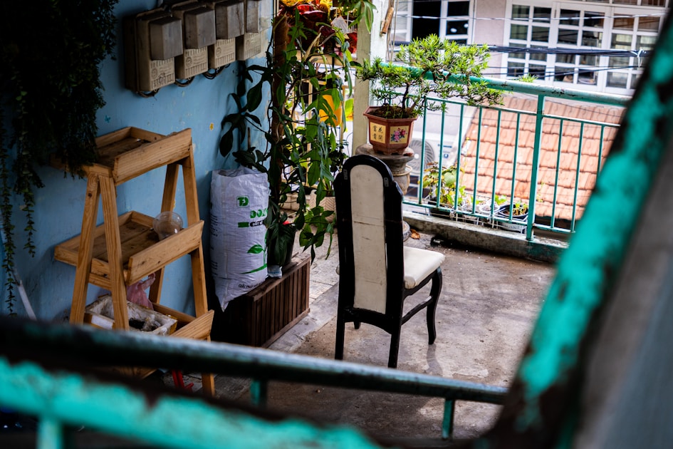 Hoya kerrii pflege die herzfoermige wachsblume zum bluehen bringen — practical guide overview