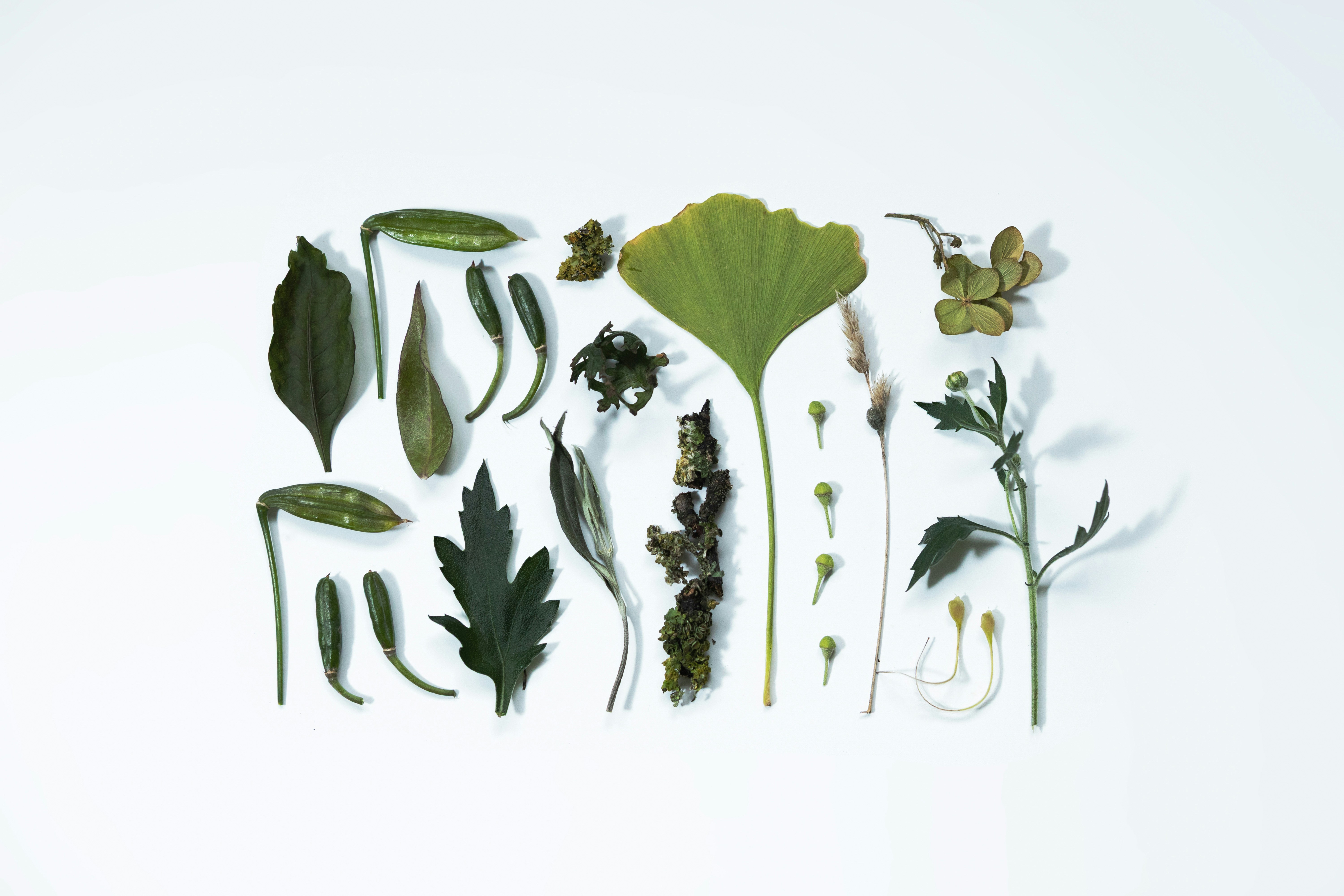 Botanical drug preparations and East Asian medicine show favorable signals for central precocious puberty