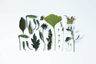 Assortment of dried leaves and plants on white background