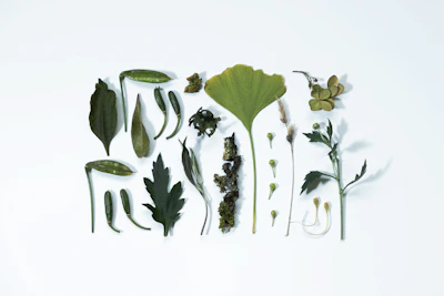 Assortment of dried leaves and plants on white background