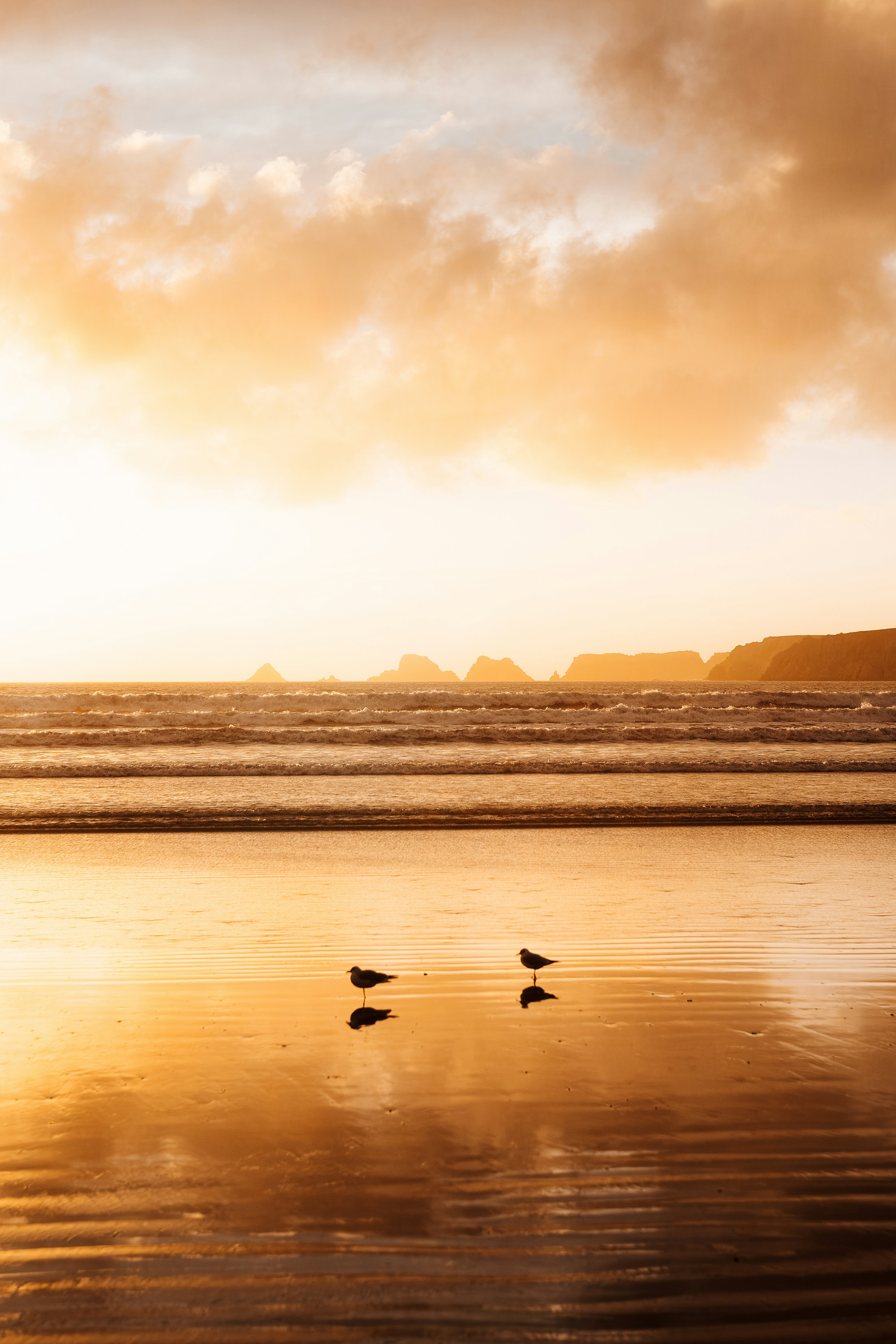 Two seagulls stand on a wet beach at sunset.